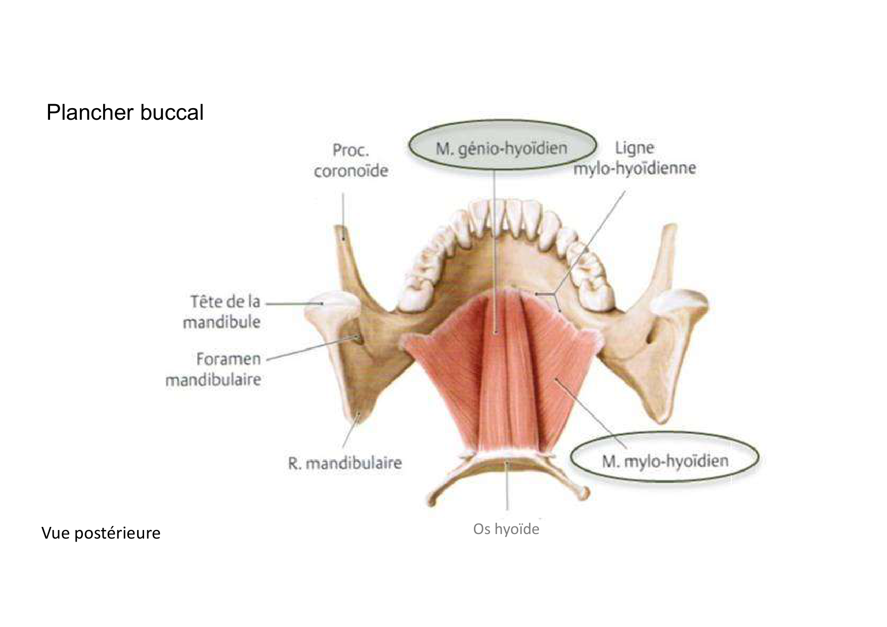 Anatomie de la tete 2 2025 2026 page 16