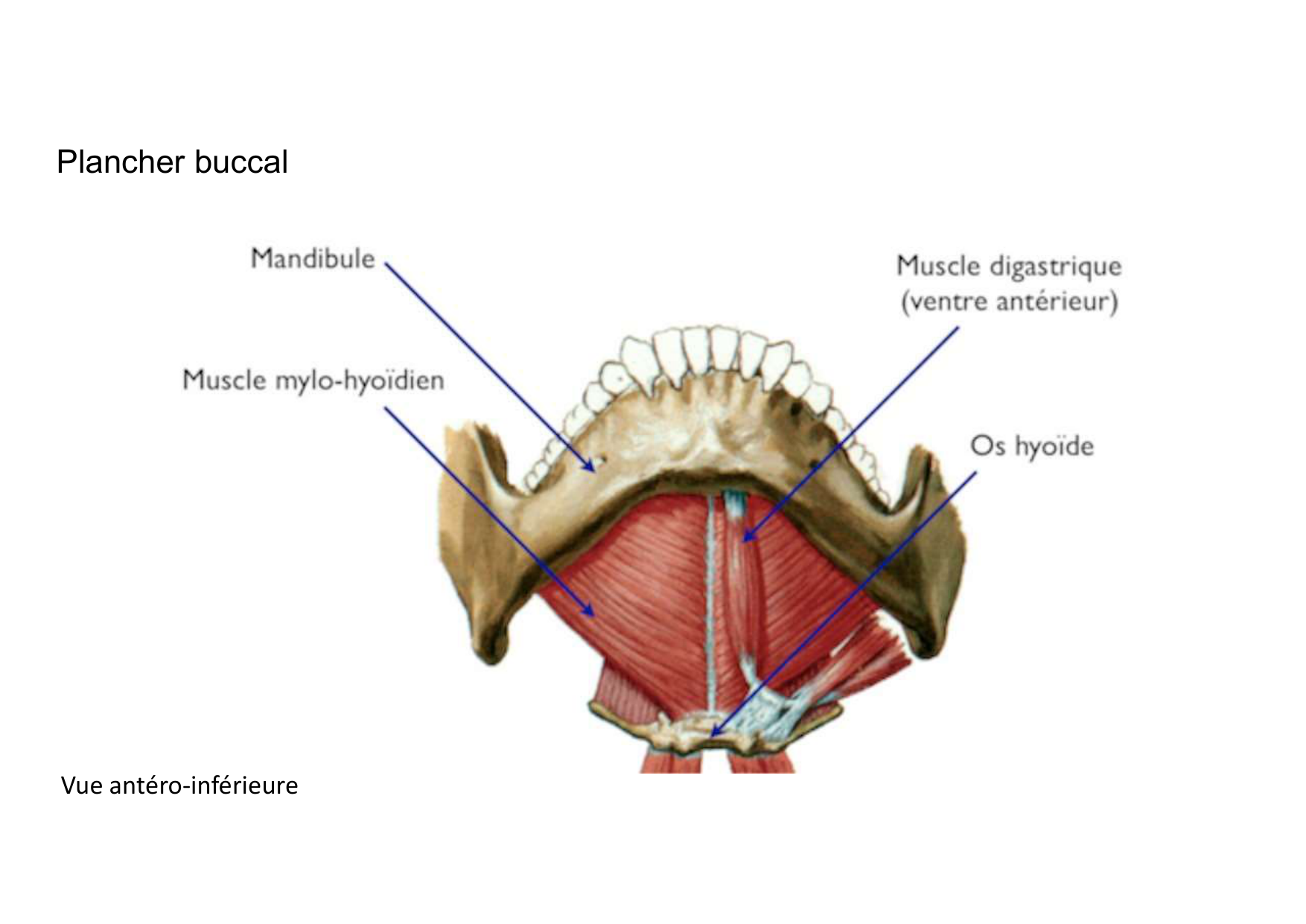 Anatomie de la tete 2 2025 2026 page 17