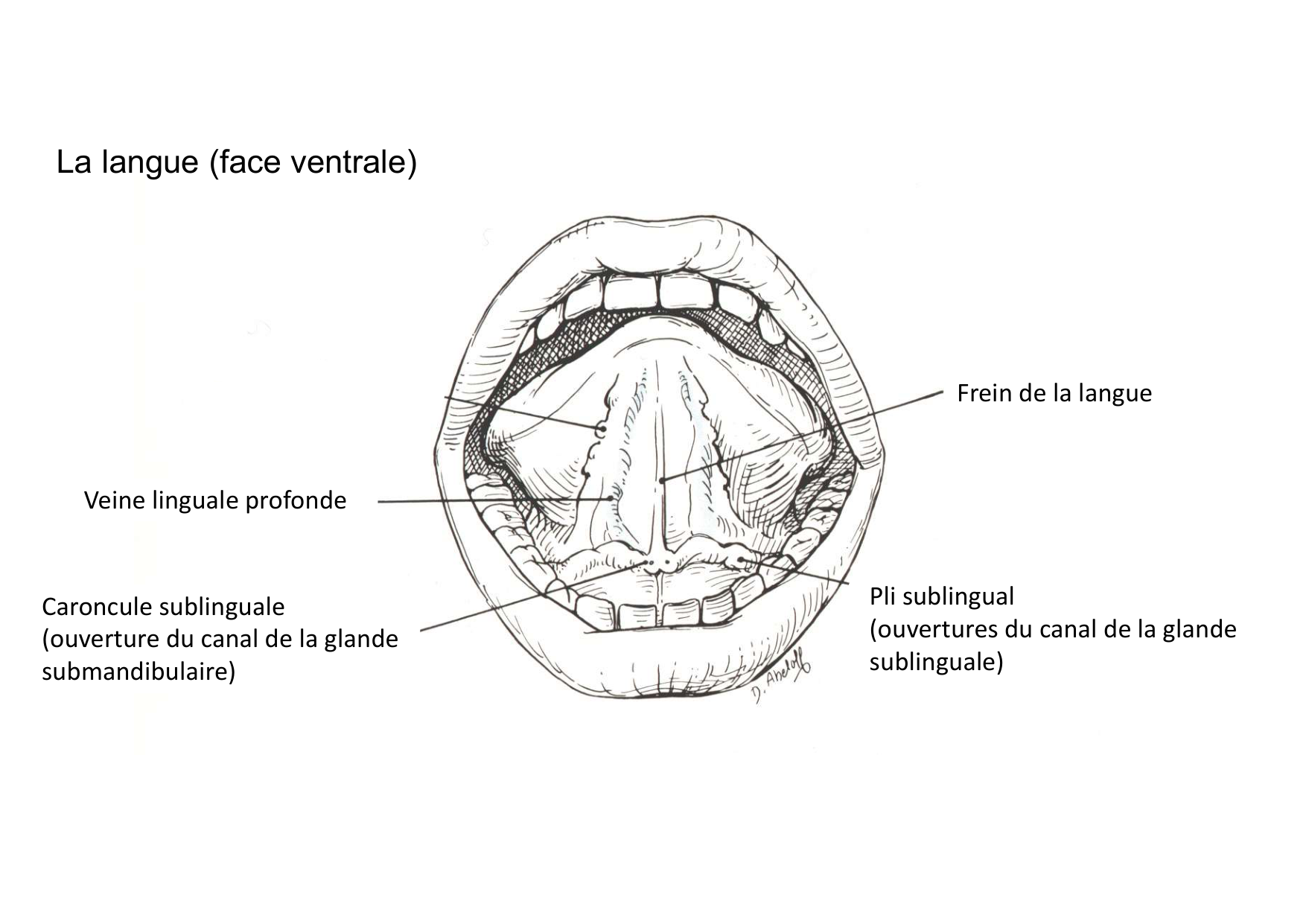 Anatomie de la tete 2 2025 2026 page 20