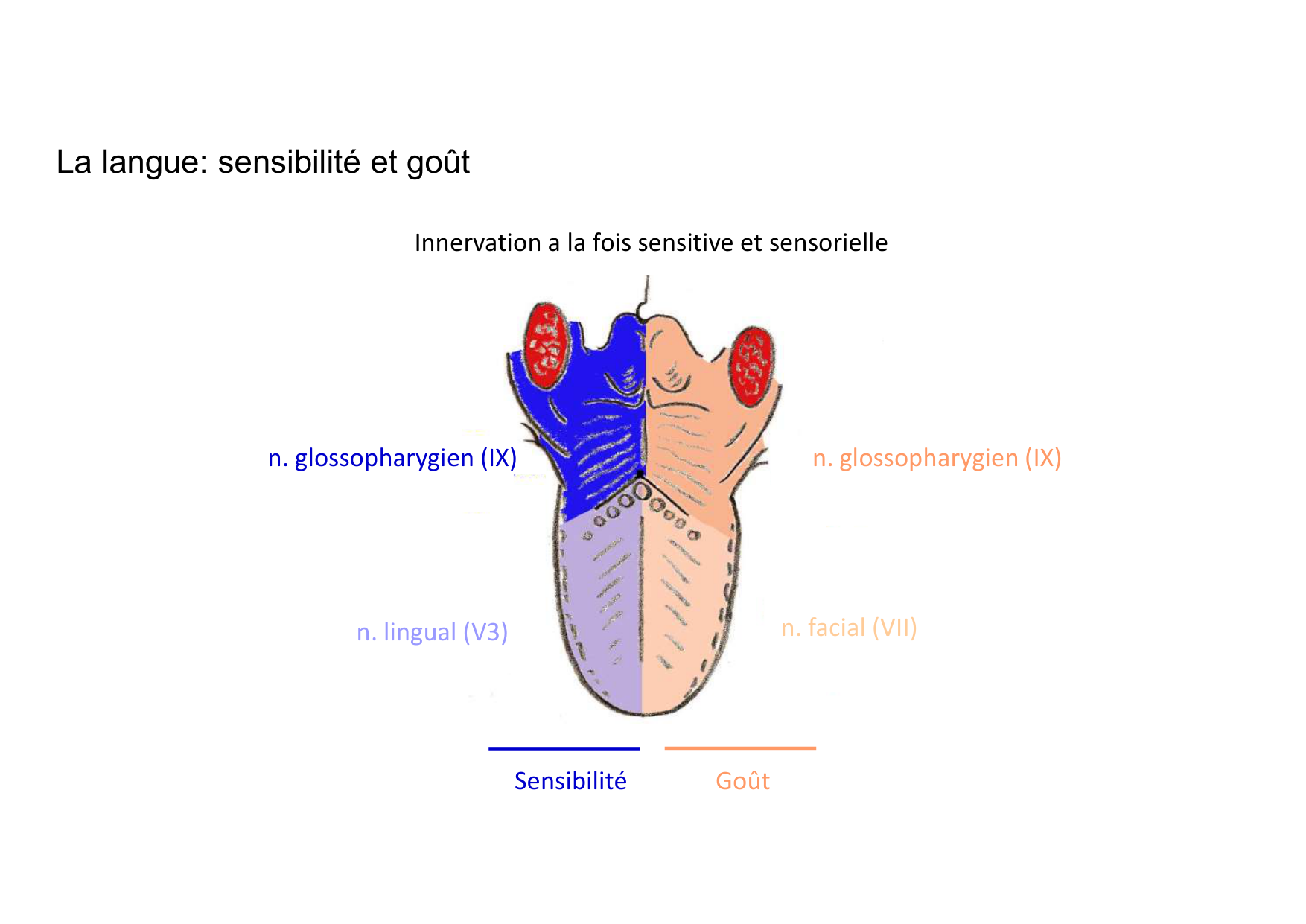 Anatomie de la tete 2 2025 2026 page 21