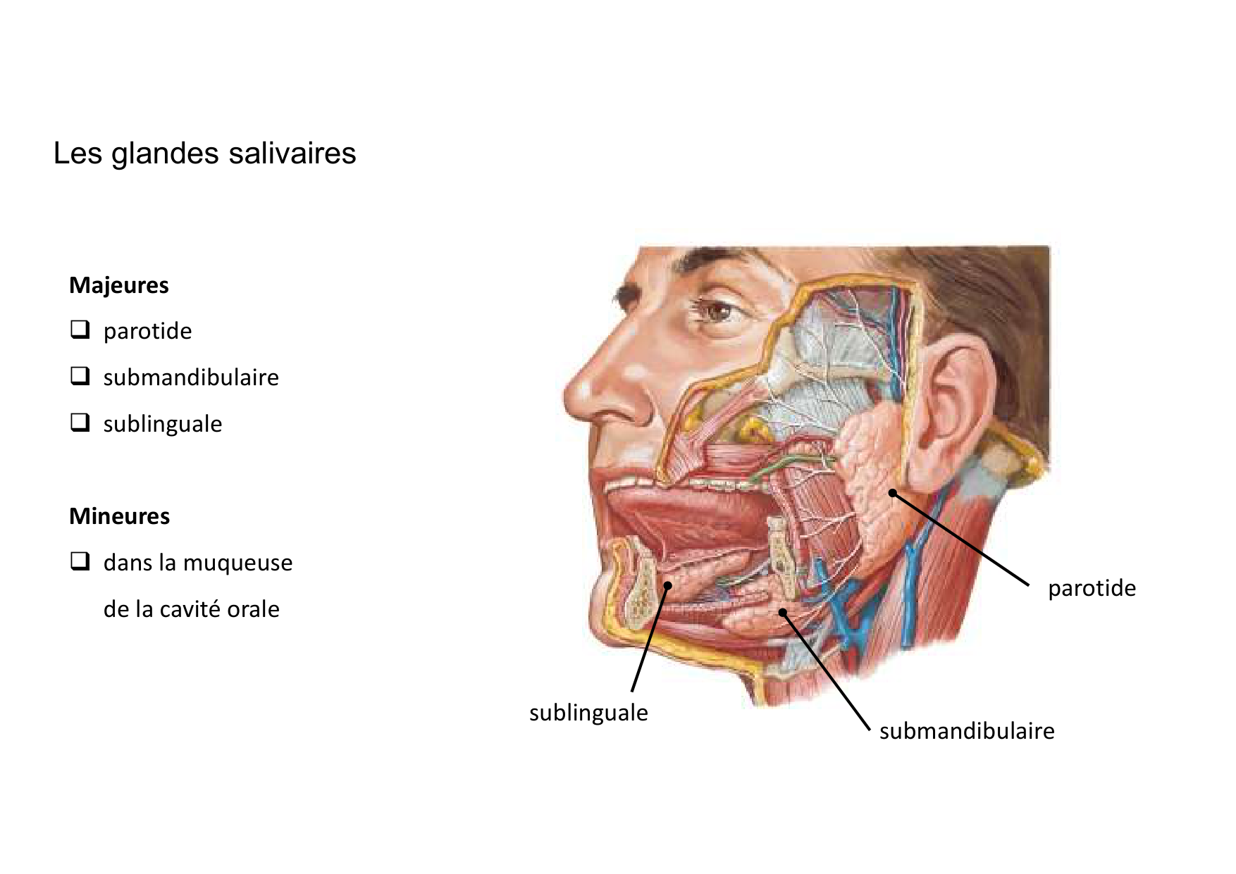 Anatomie de la tete 2 2025 2026 page 22