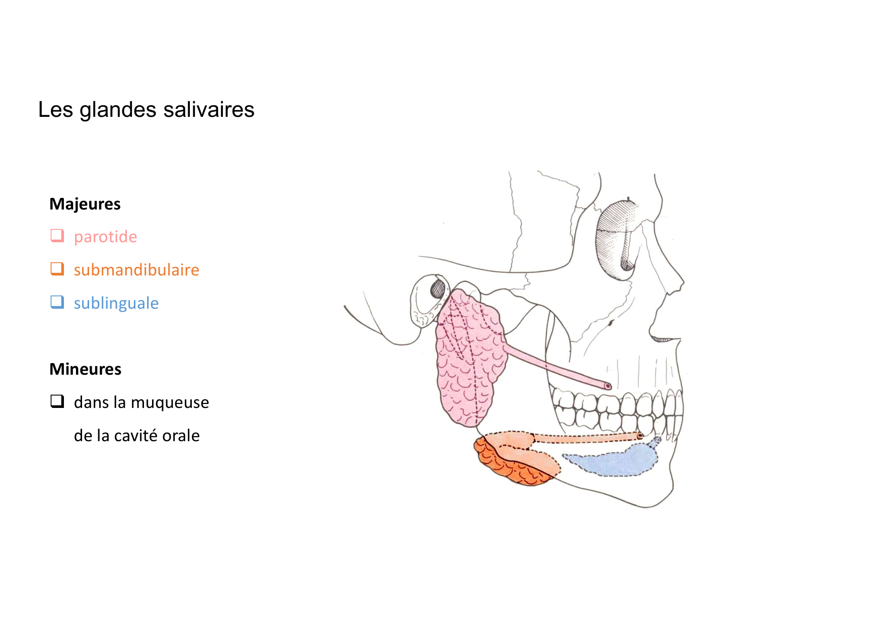 Anatomie de la tete 2 2025 2026 page 23