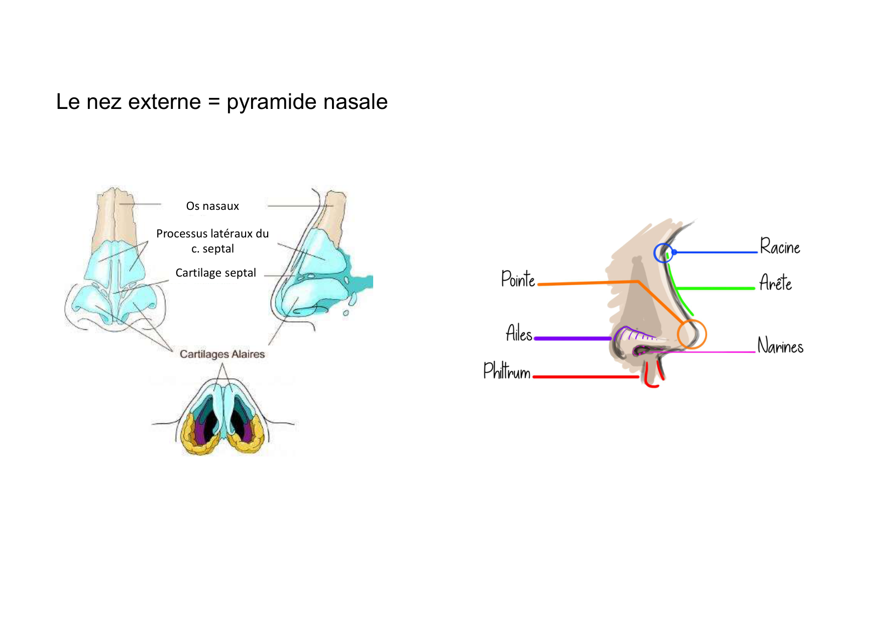 Anatomie de la tete 2 2025 2026 page 27
