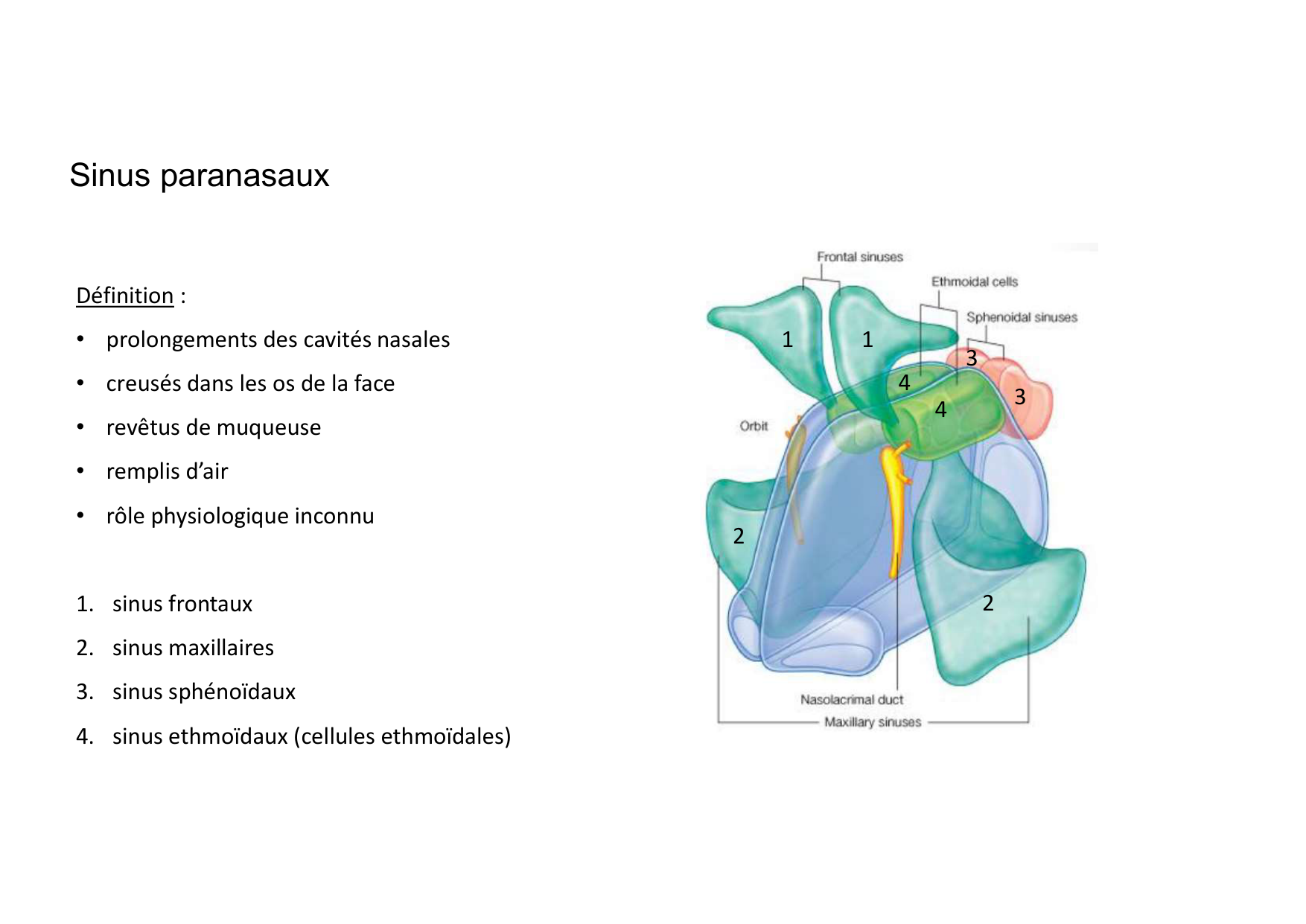 Anatomie de la tete 2 2025 2026 page 35