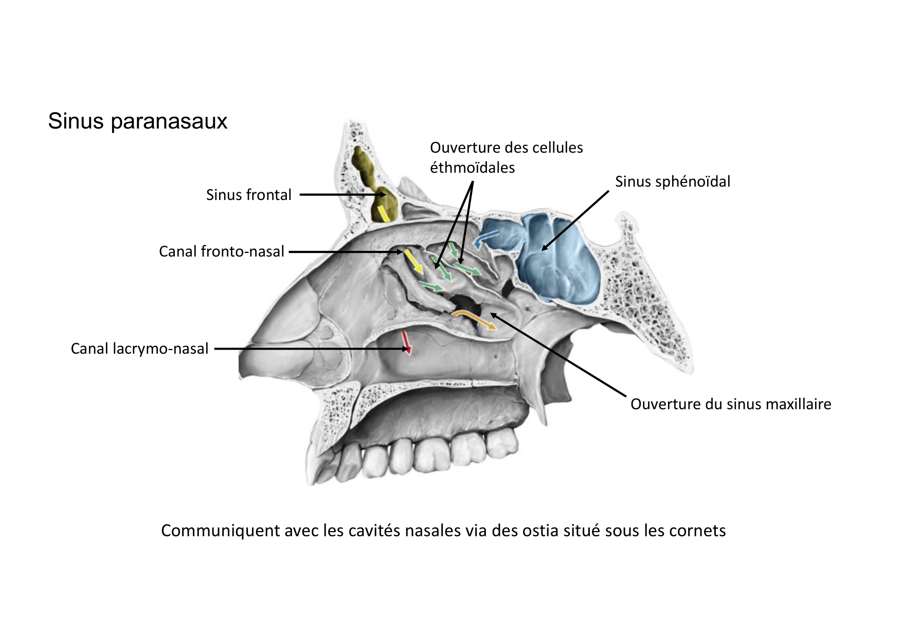 Anatomie de la tete 2 2025 2026 page 36