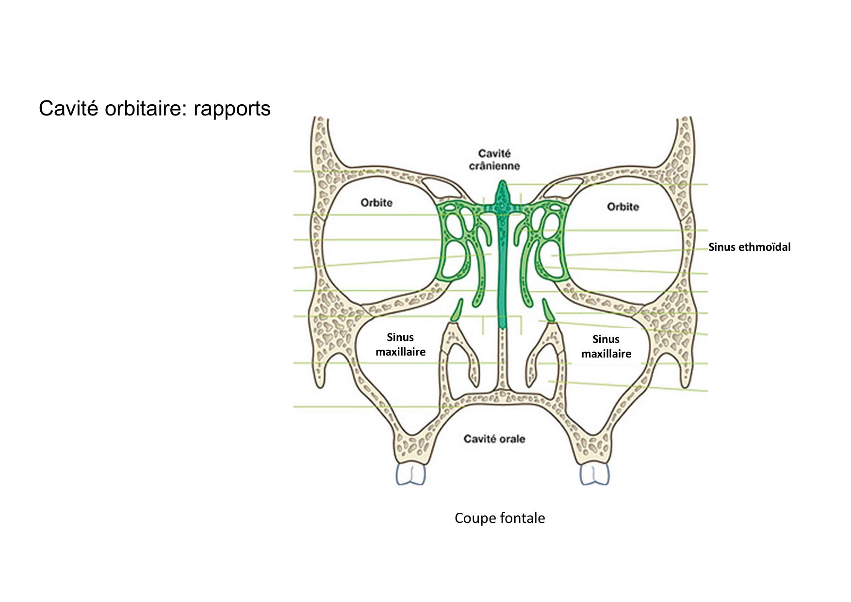 Anatomie de la tete 2 2025 2026 page 41