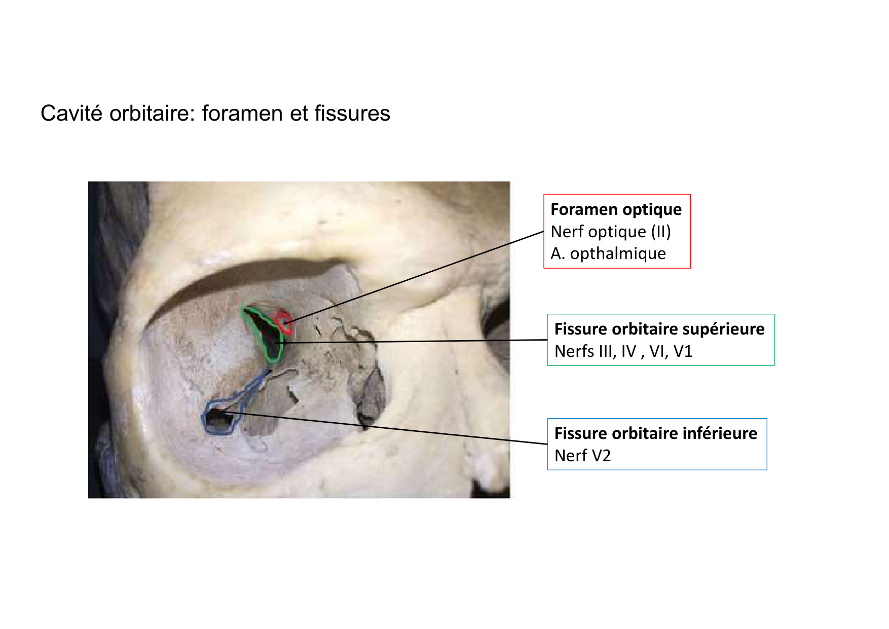 Anatomie de la tete 2 2025 2026 page 42