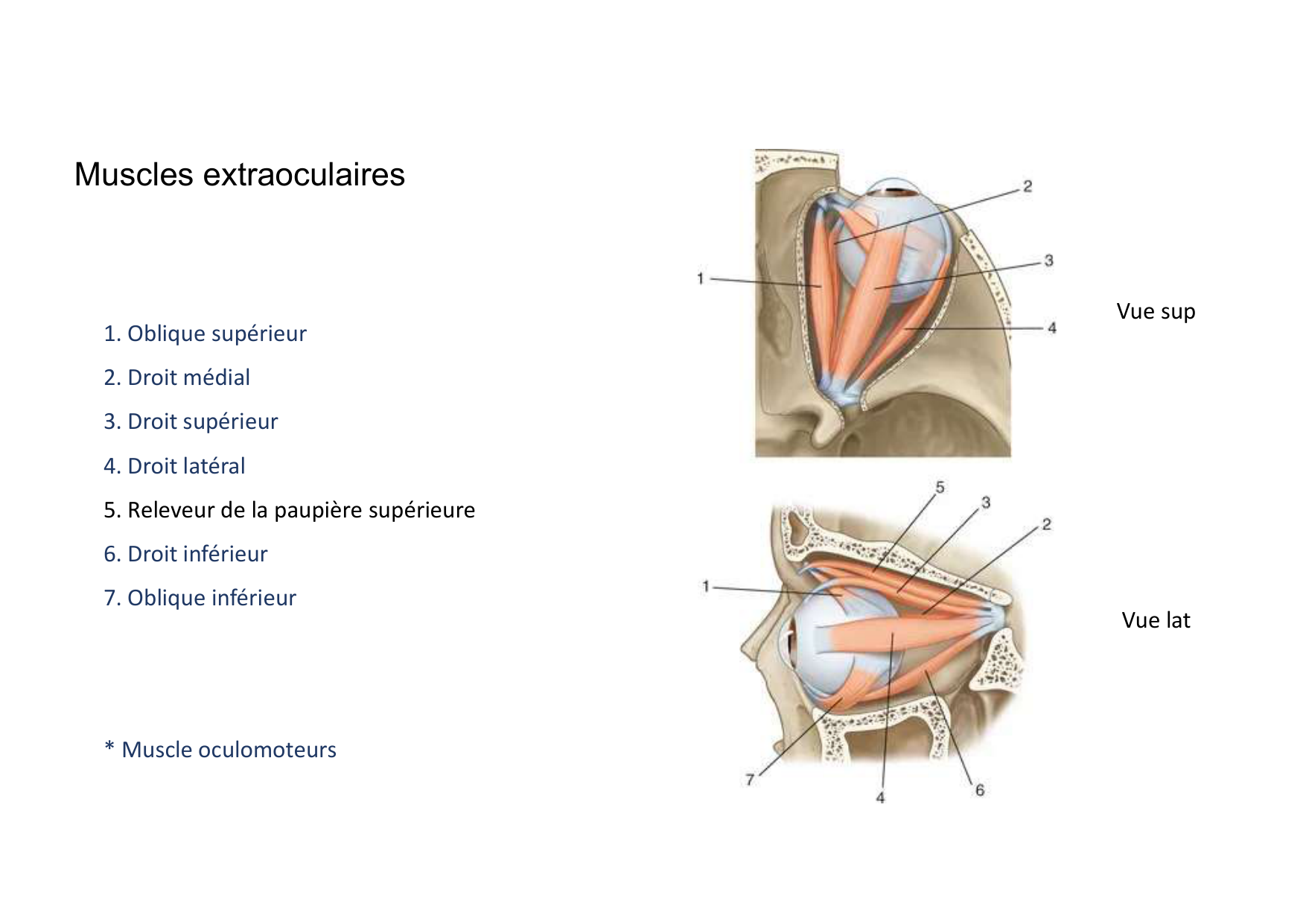 Anatomie de la tete 2 2025 2026 page 46