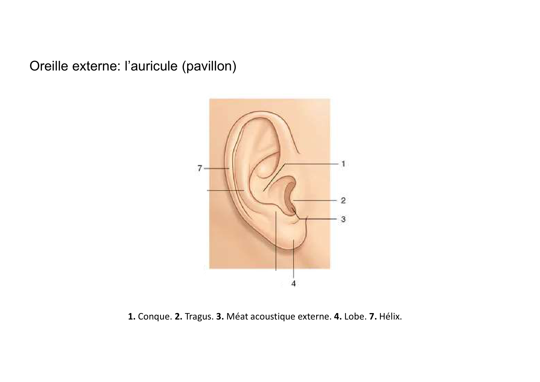 Anatomie de la tete 2 2025 2026 page 51