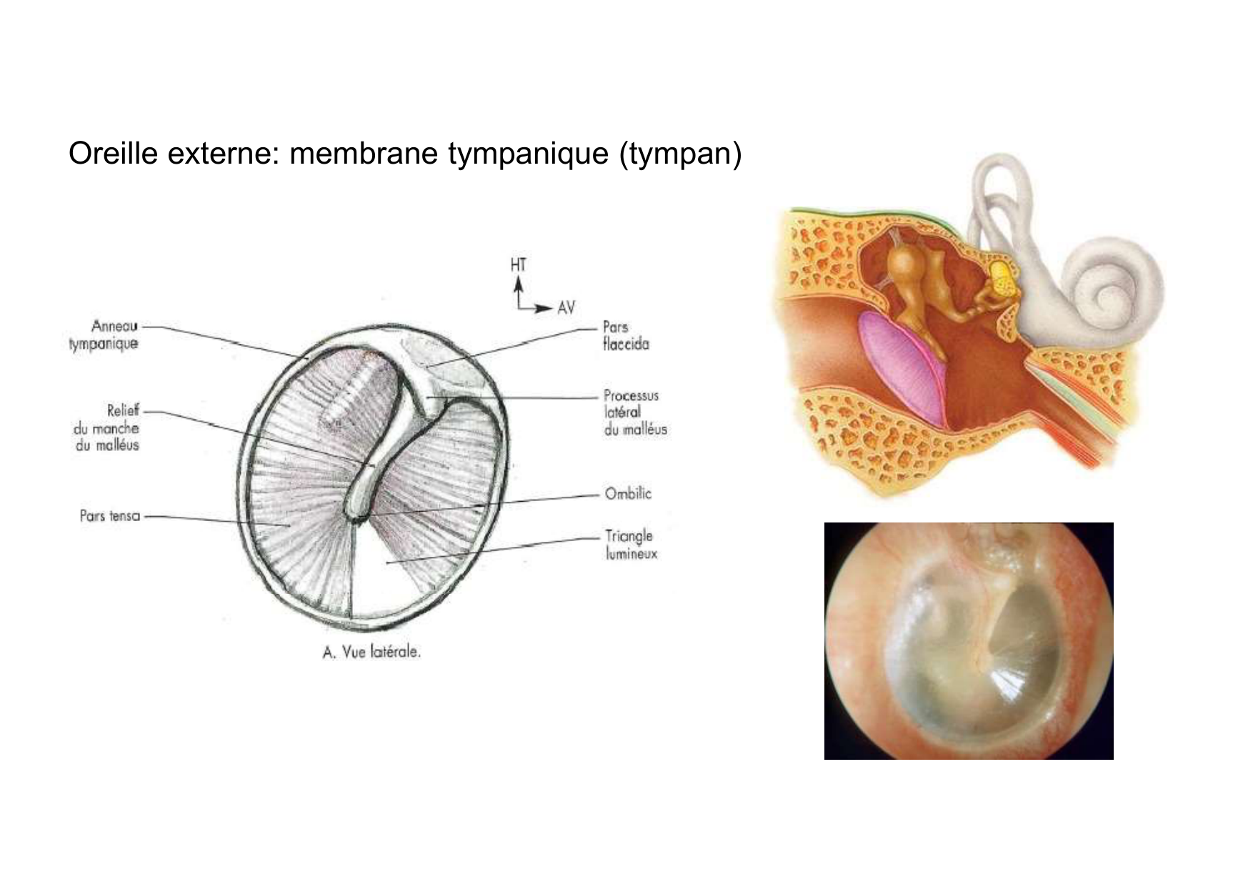 Anatomie de la tete 2 2025 2026 page 53