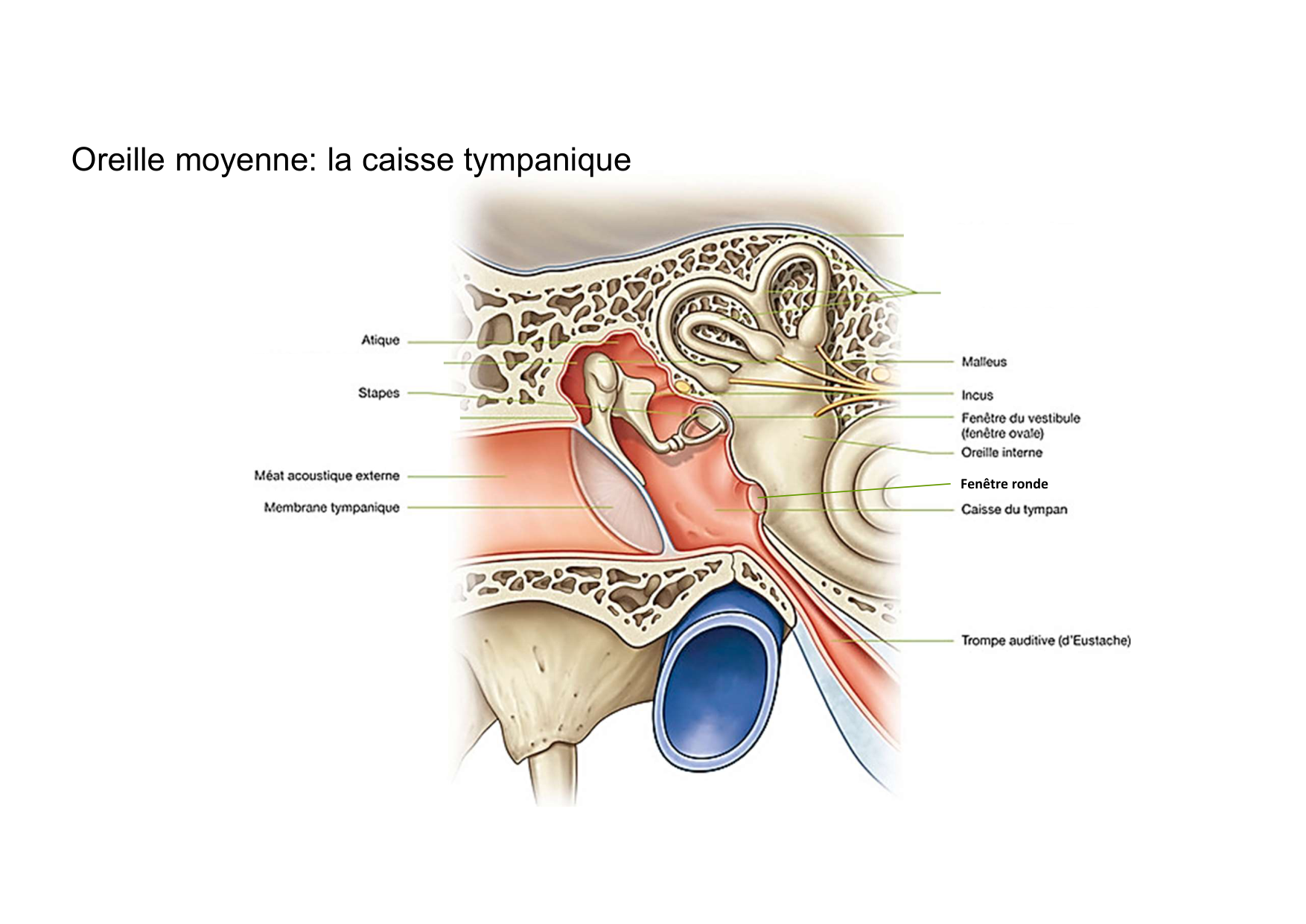 Anatomie de la tete 2 2025 2026 page 54
