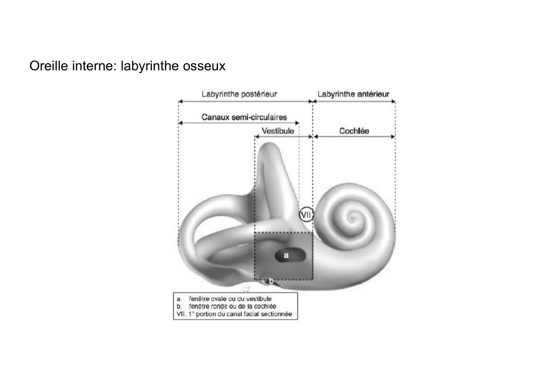 Anatomie de la tete 2 2025 2026 page 57