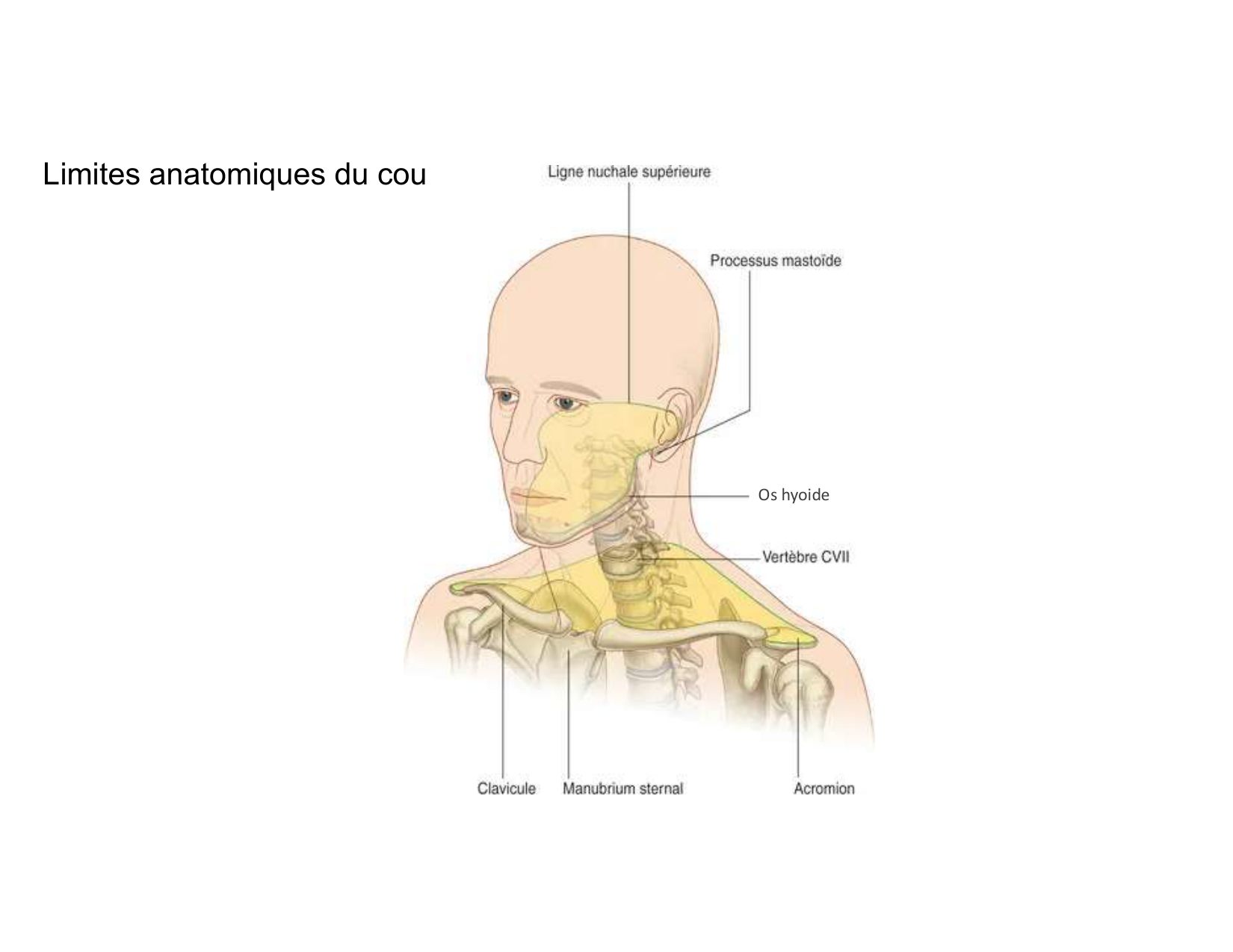 Anatomie du cou 2025 page 5