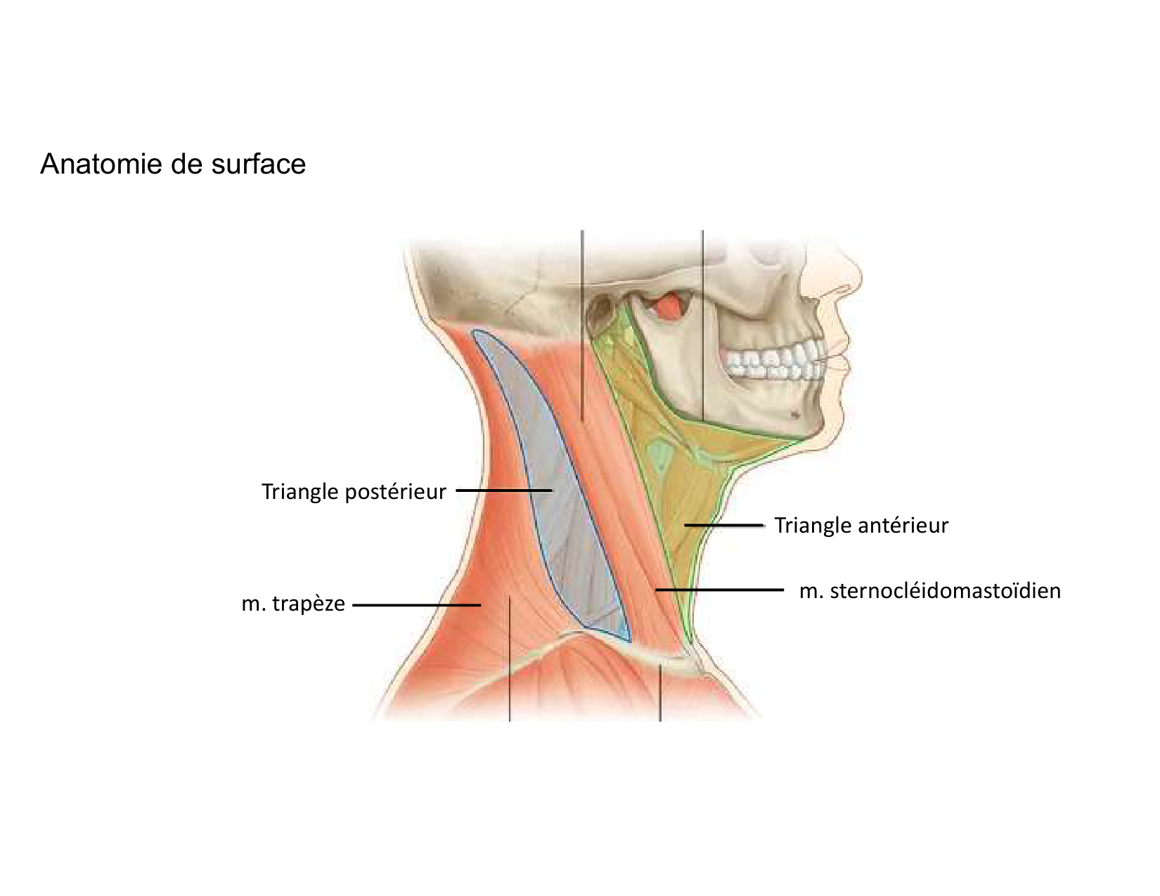 Anatomie du cou 2025 page 6