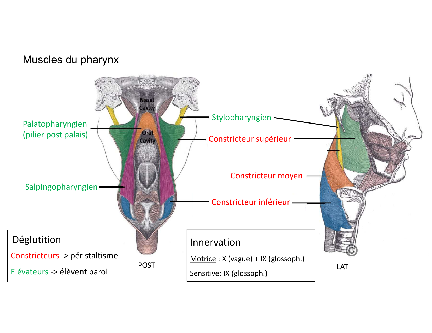 Anatomie du cou 2025 page 14