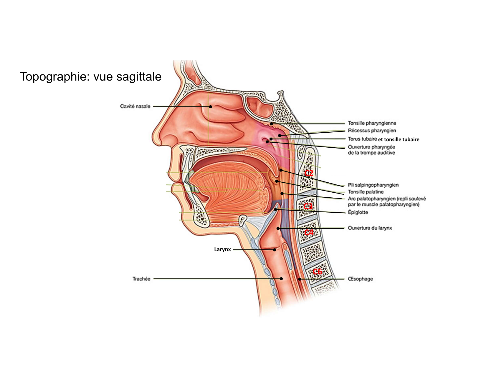 Anatomie du cou 2025 page 15