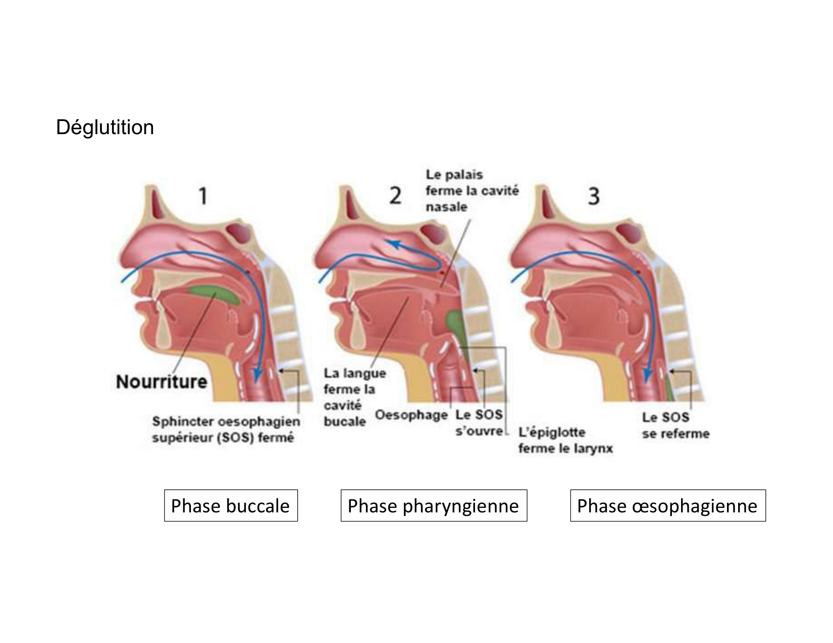 Anatomie du cou 2025 page 18