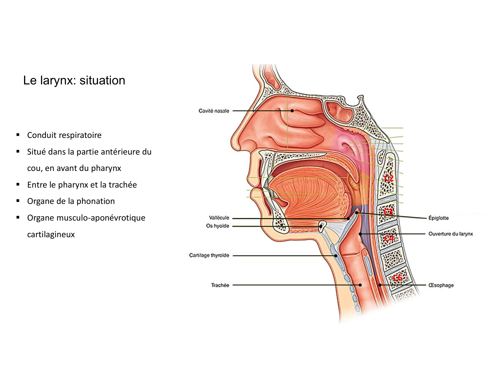 Anatomie du cou 2025 page 22