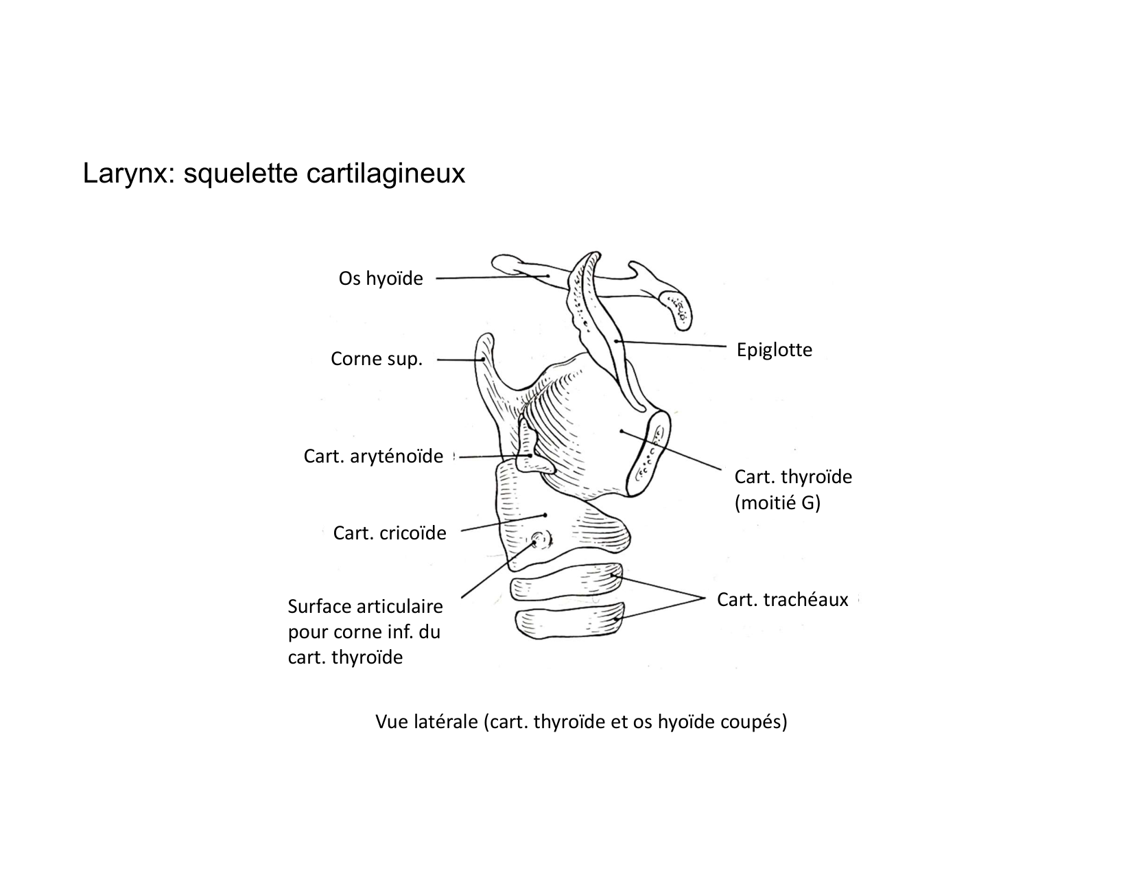 Anatomie du cou 2025 page 25