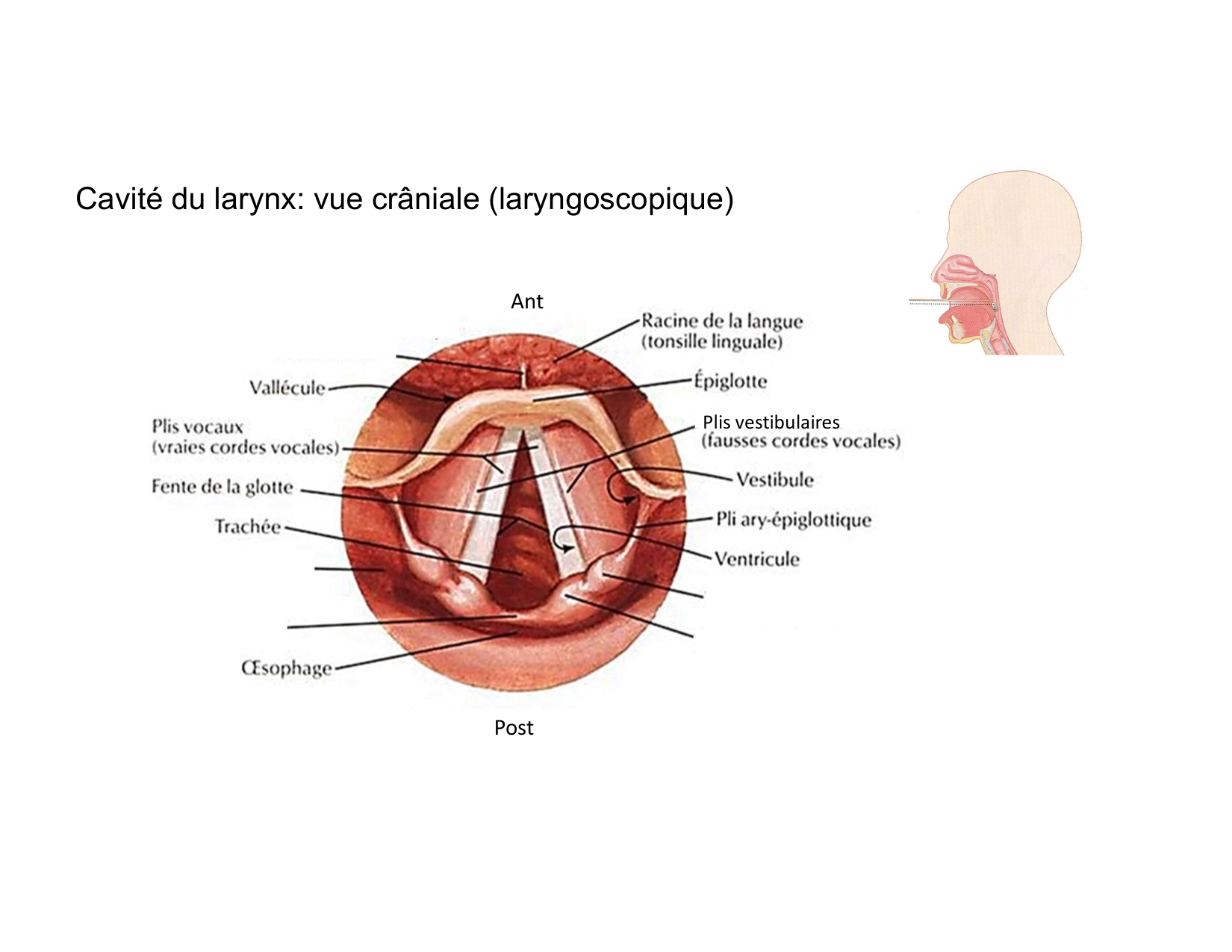 Anatomie du cou 2025 page 29