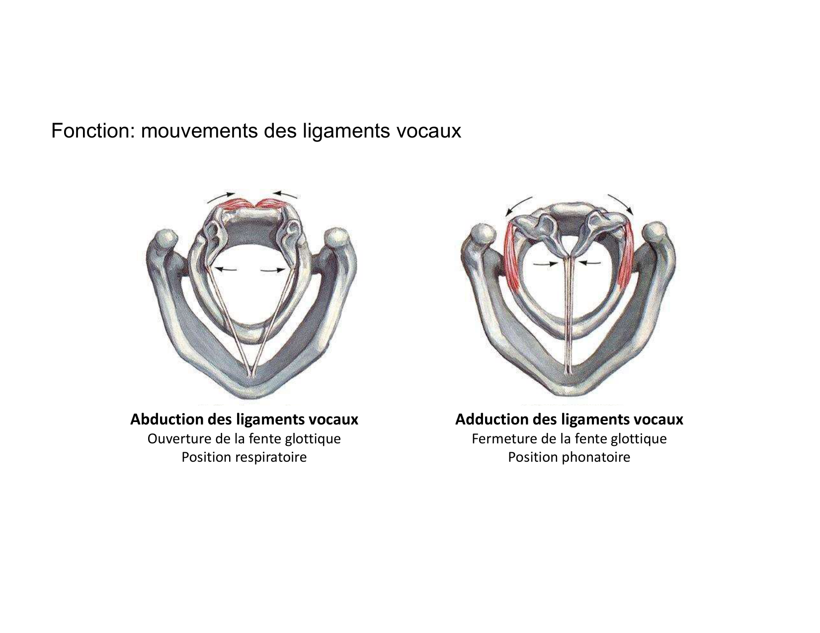 Anatomie du cou 2025 page 30