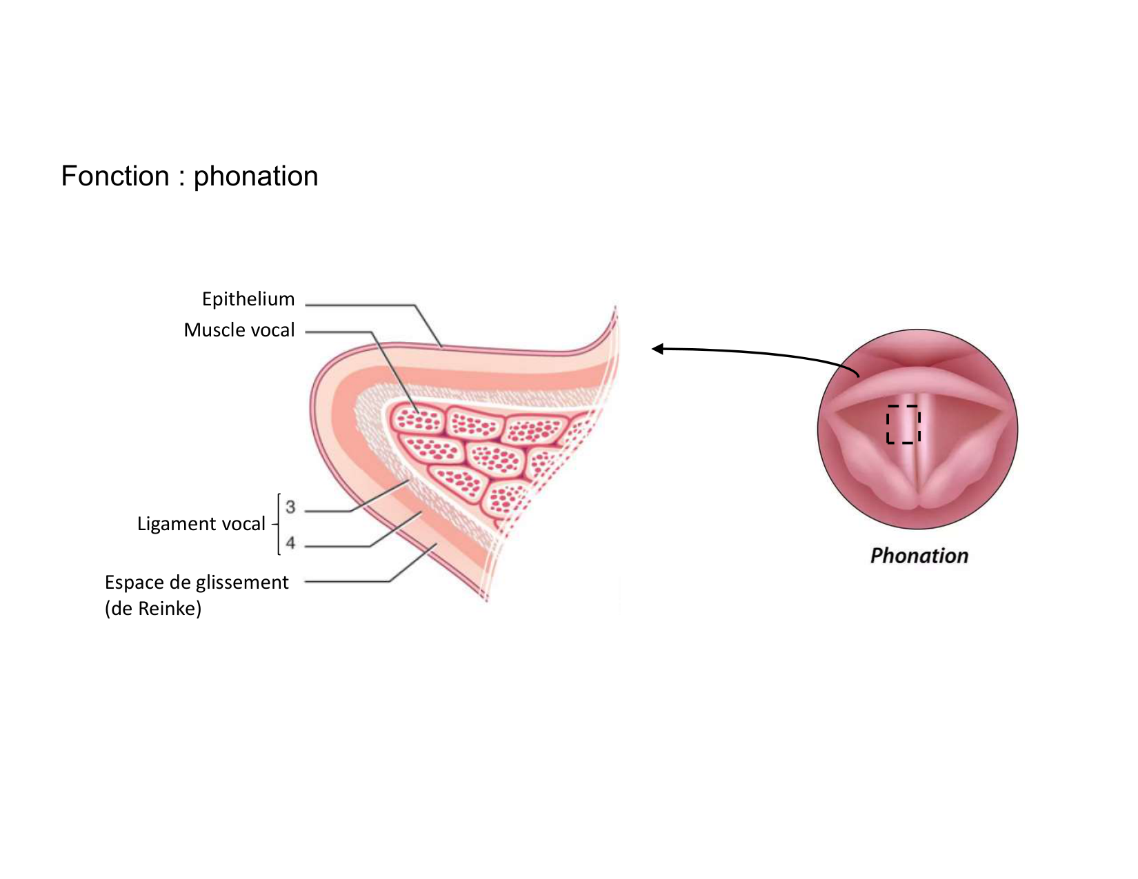 Anatomie du cou 2025 page 32