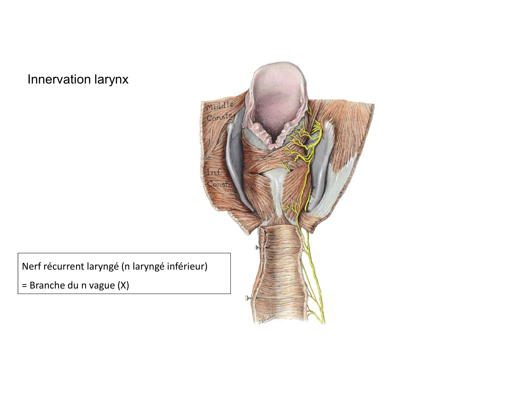 Anatomie du cou 2025 page 33