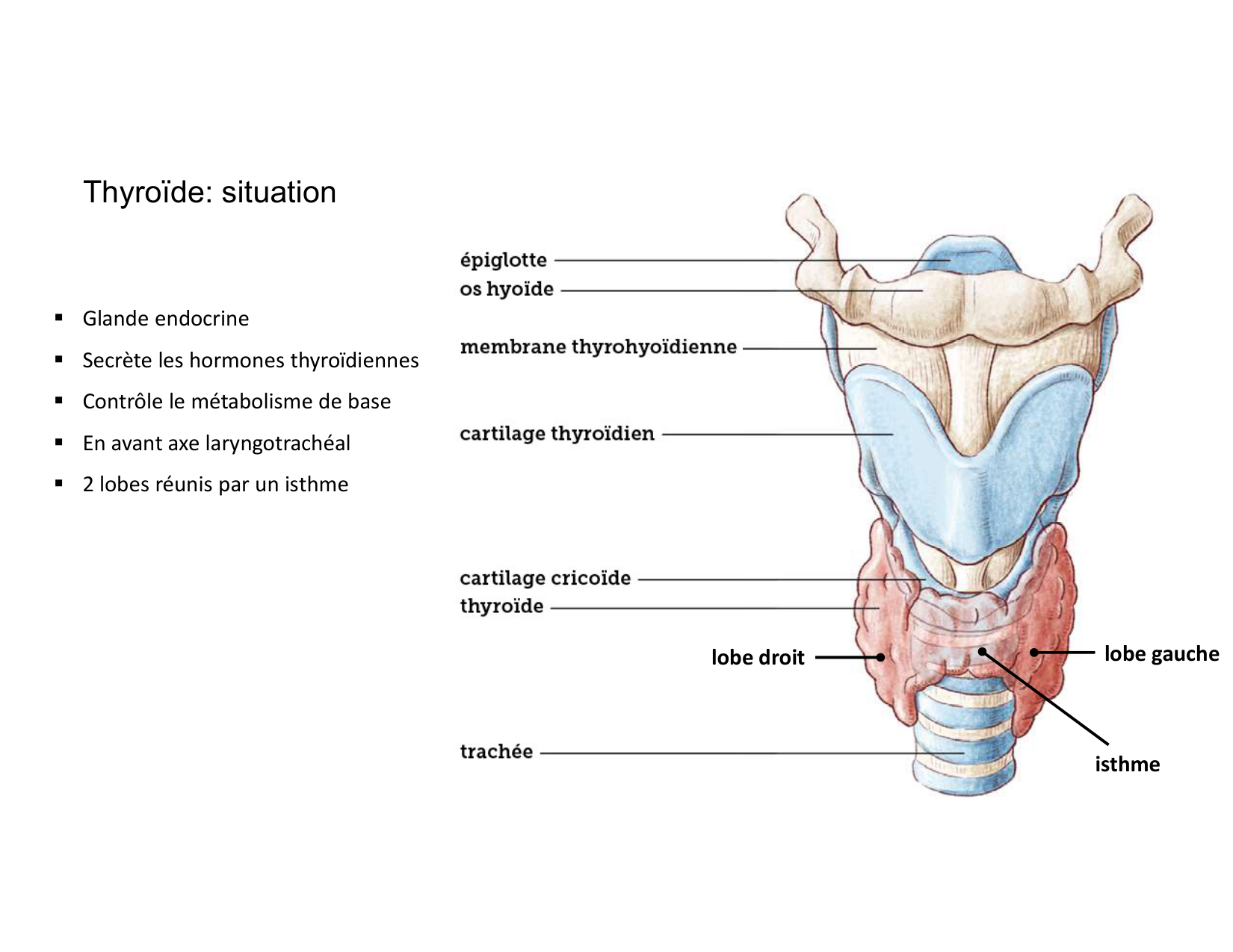 Anatomie du cou 2025 page 37