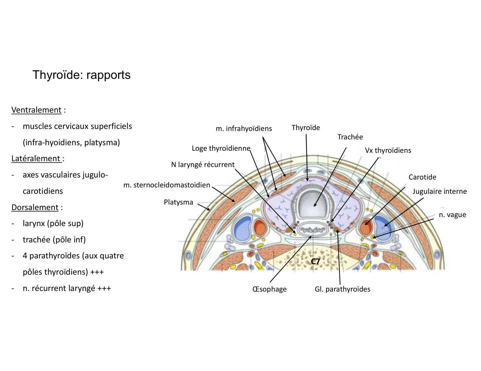 Anatomie du cou 2025 page 38