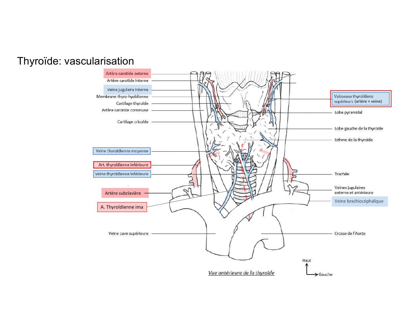 Anatomie du cou 2025 page 39