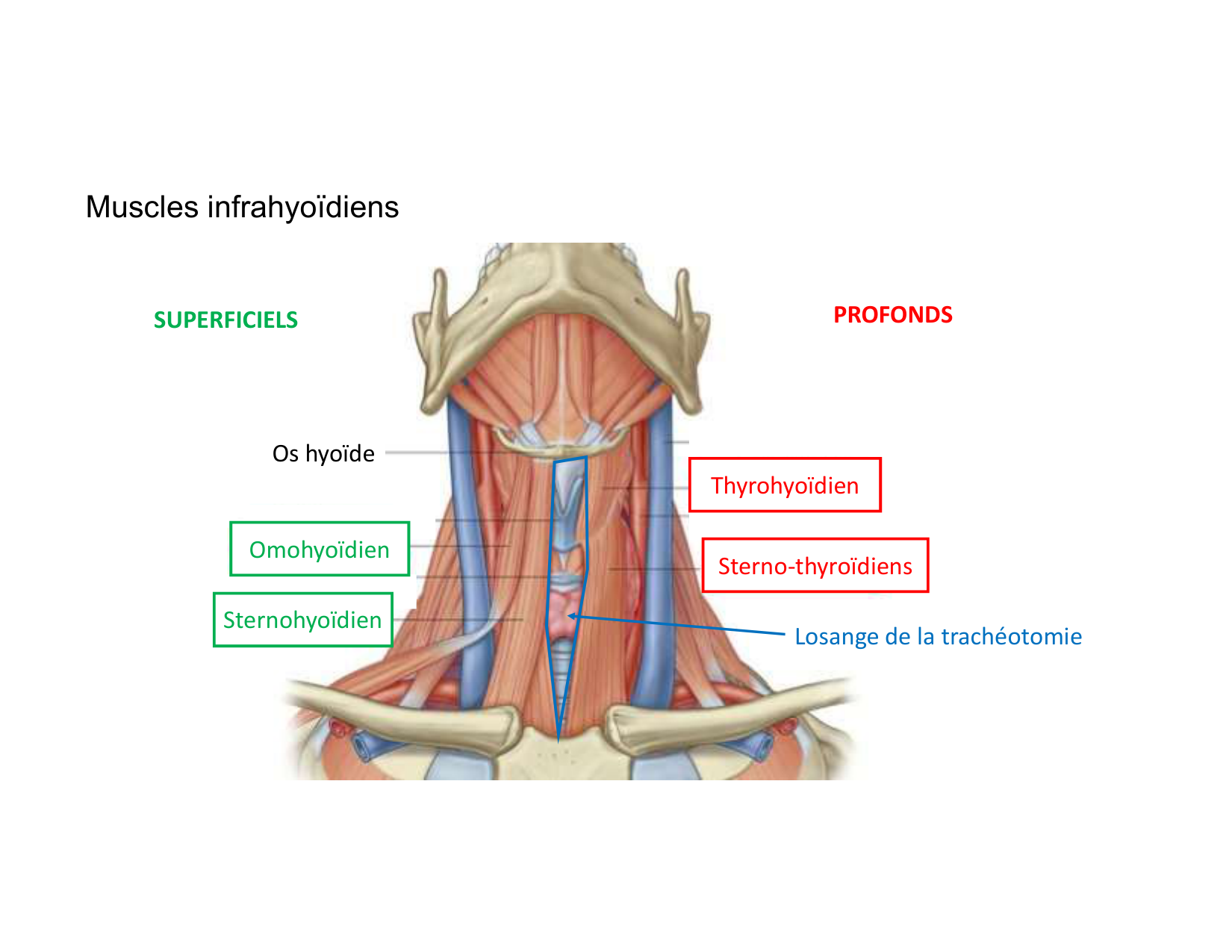Anatomie du cou 2025 page 41