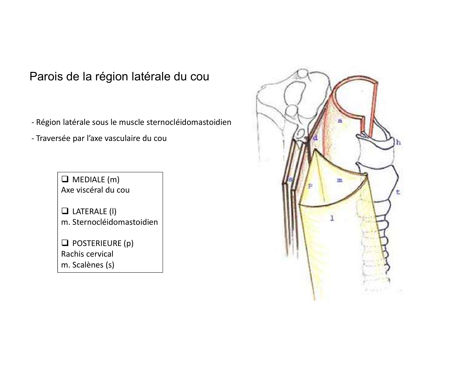 Anatomie du cou 2025 page 43