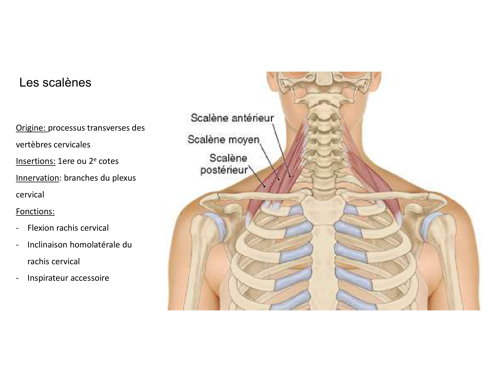 Anatomie du cou 2025 page 45