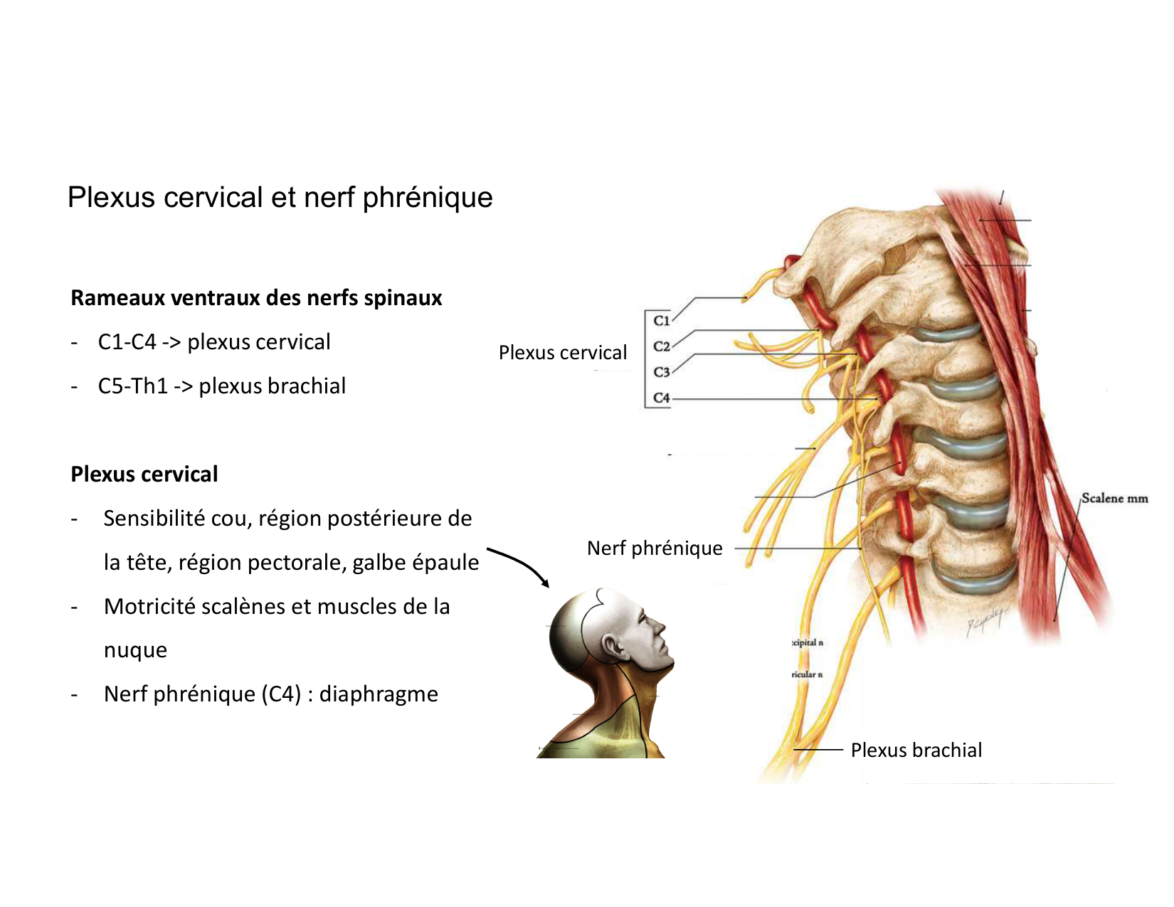 Anatomie du cou 2025 page 49