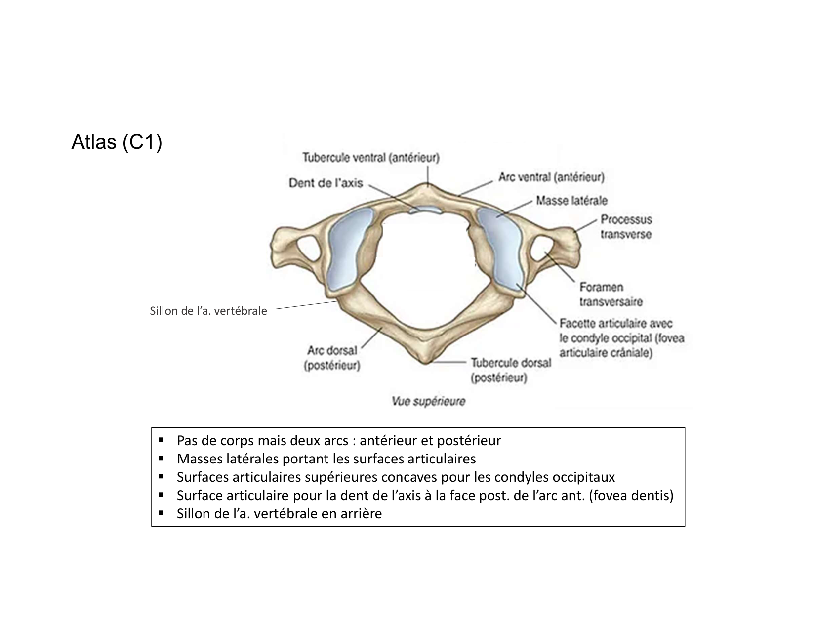 Anatomie du cou 2025 page 54