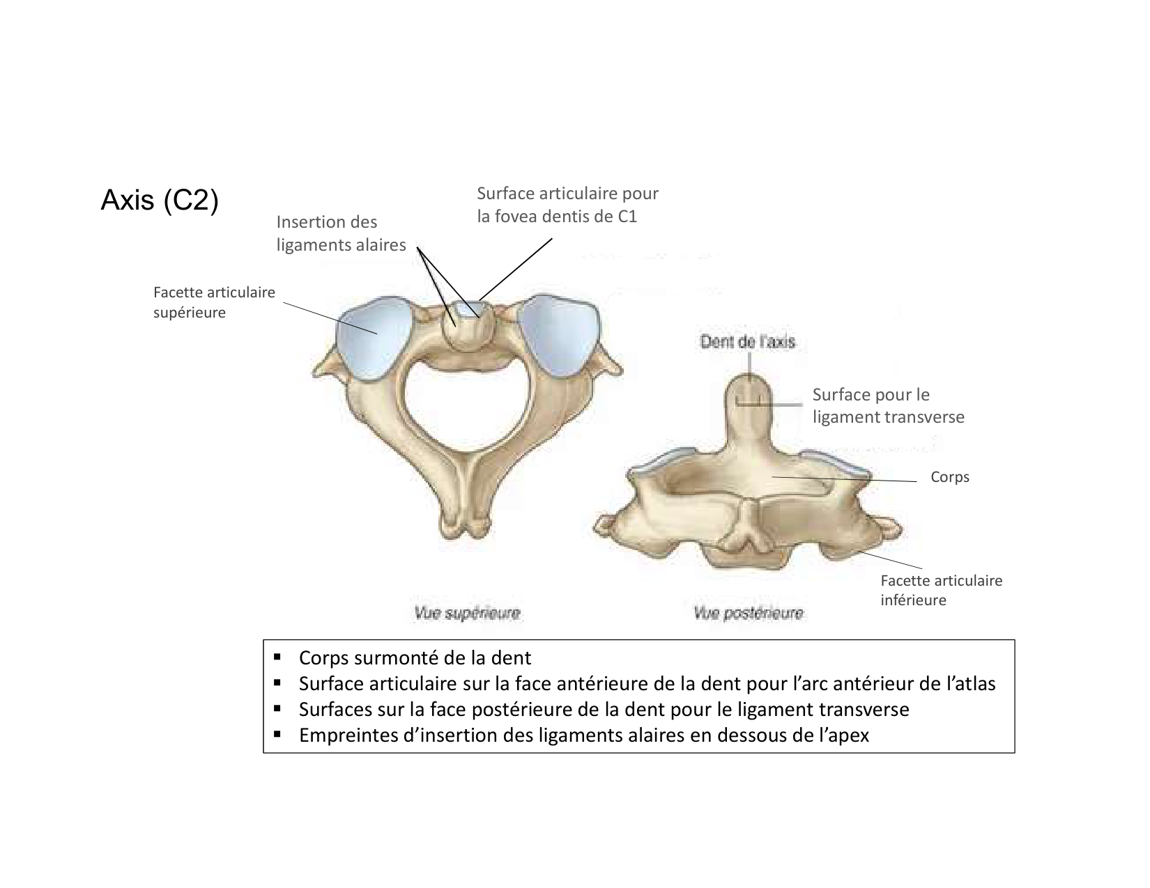 Anatomie du cou 2025 page 55