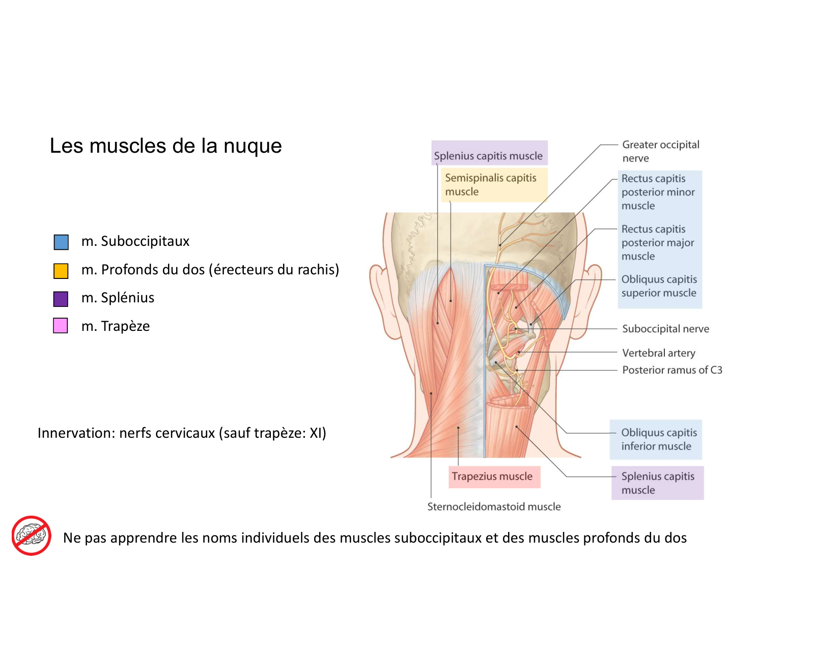 Anatomie du cou 2025 page 58