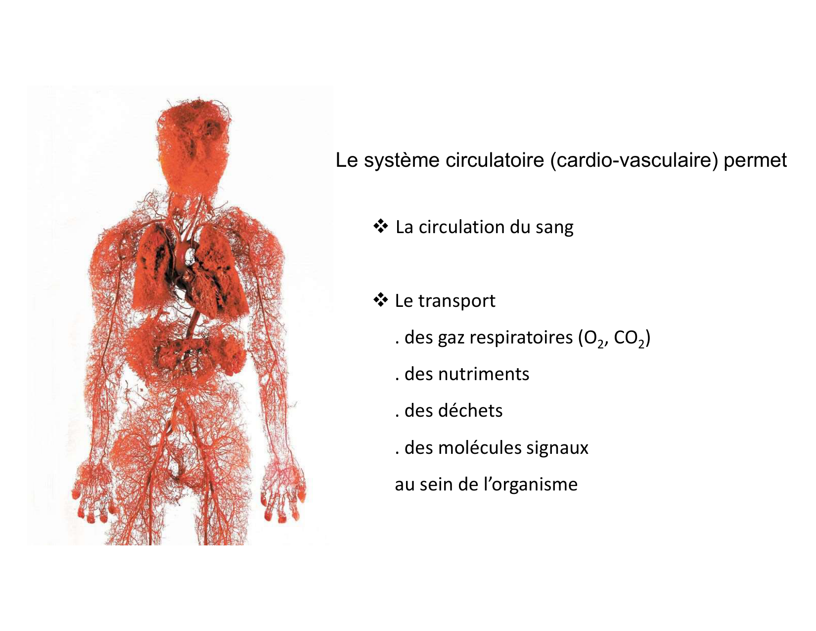 Anatomie du mediastin 2025 2026 page 5