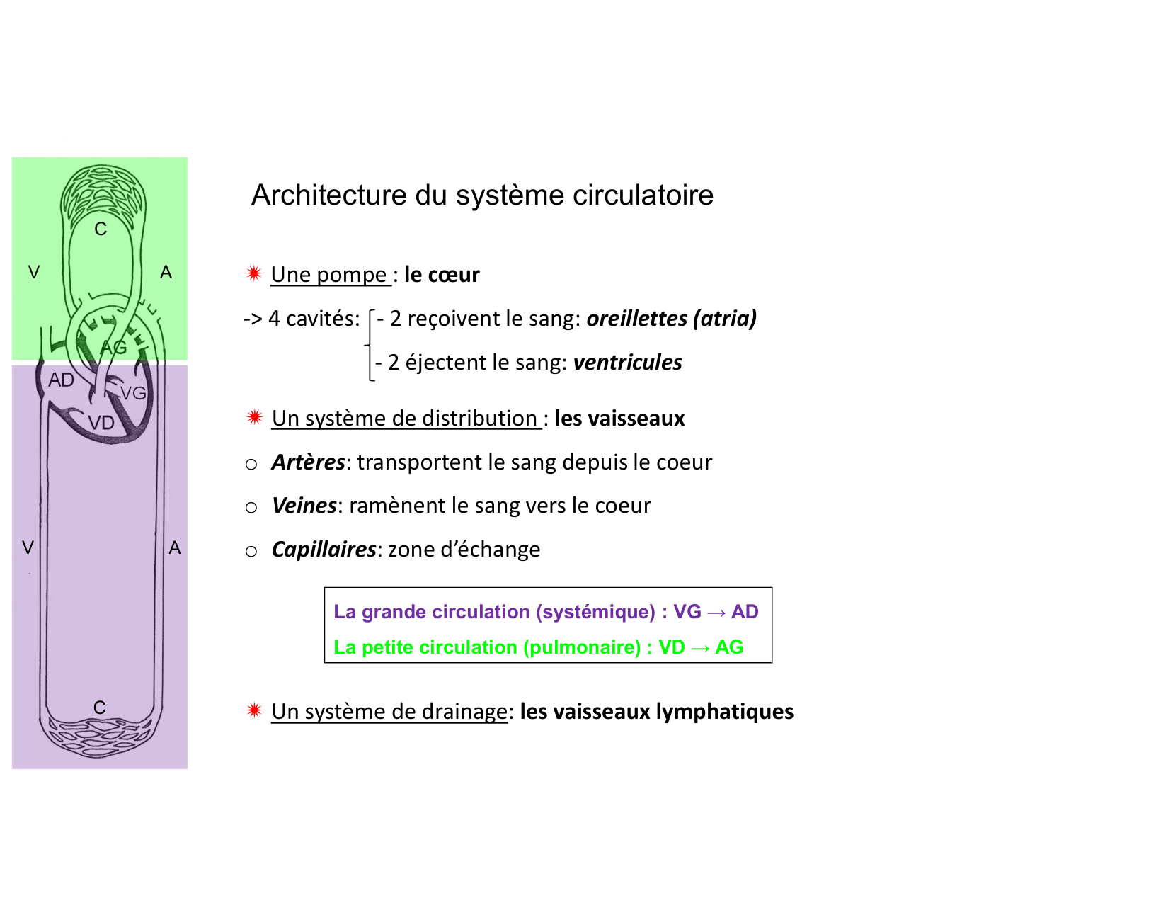 Anatomie du mediastin 2025 2026 page 6