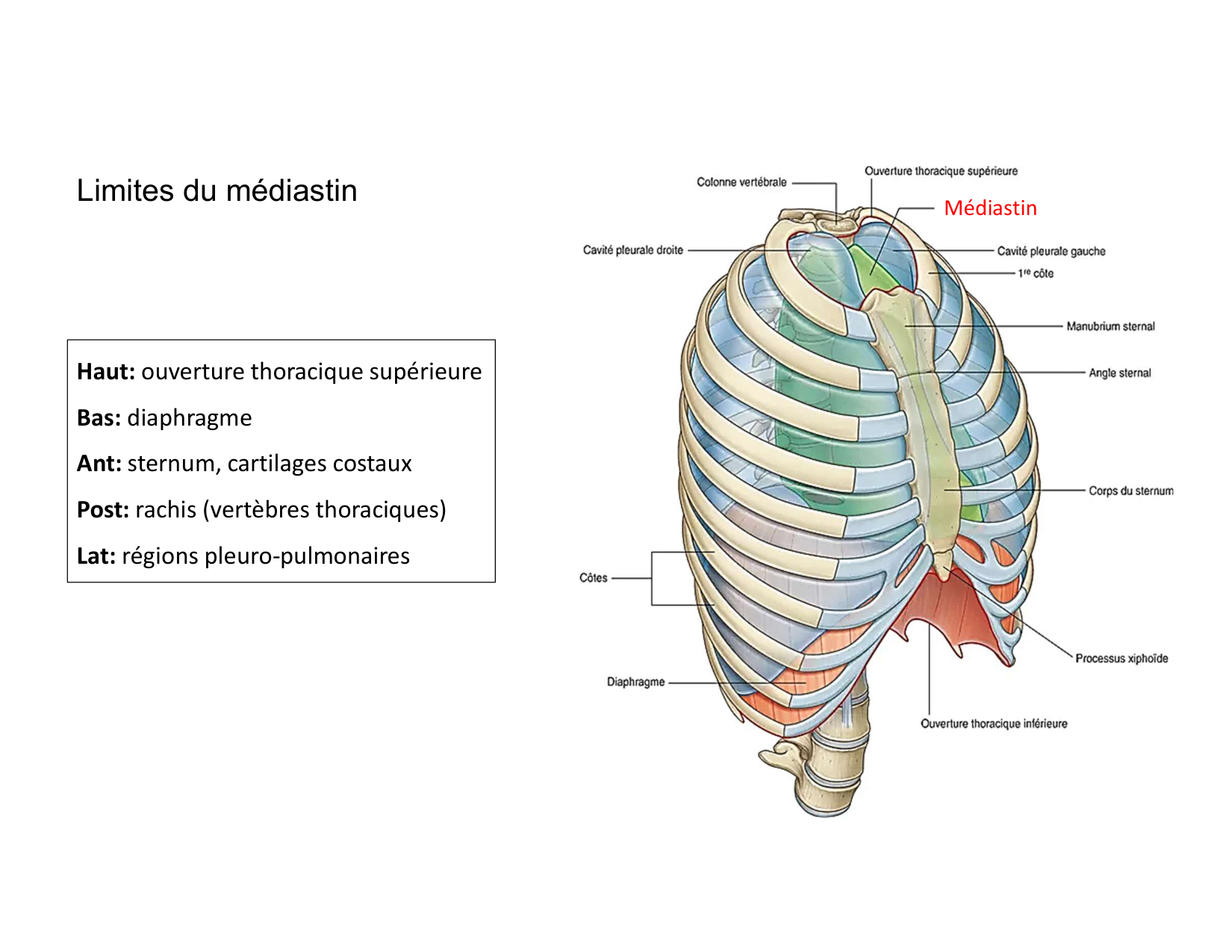 Anatomie du mediastin 2025 2026 page 9
