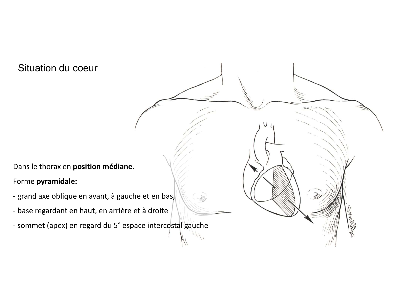 Anatomie du mediastin 2025 2026 page 17