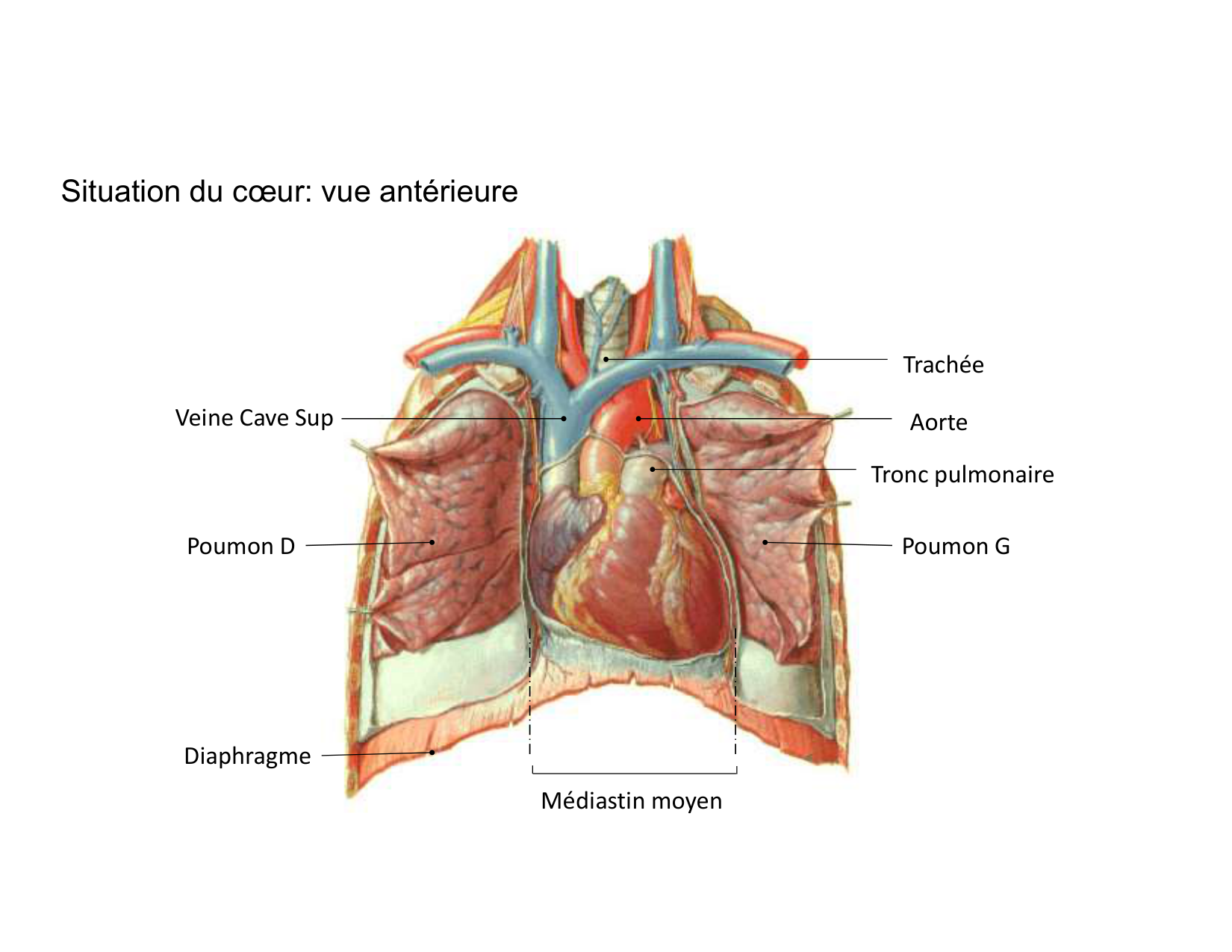 Anatomie du mediastin 2025 2026 page 19