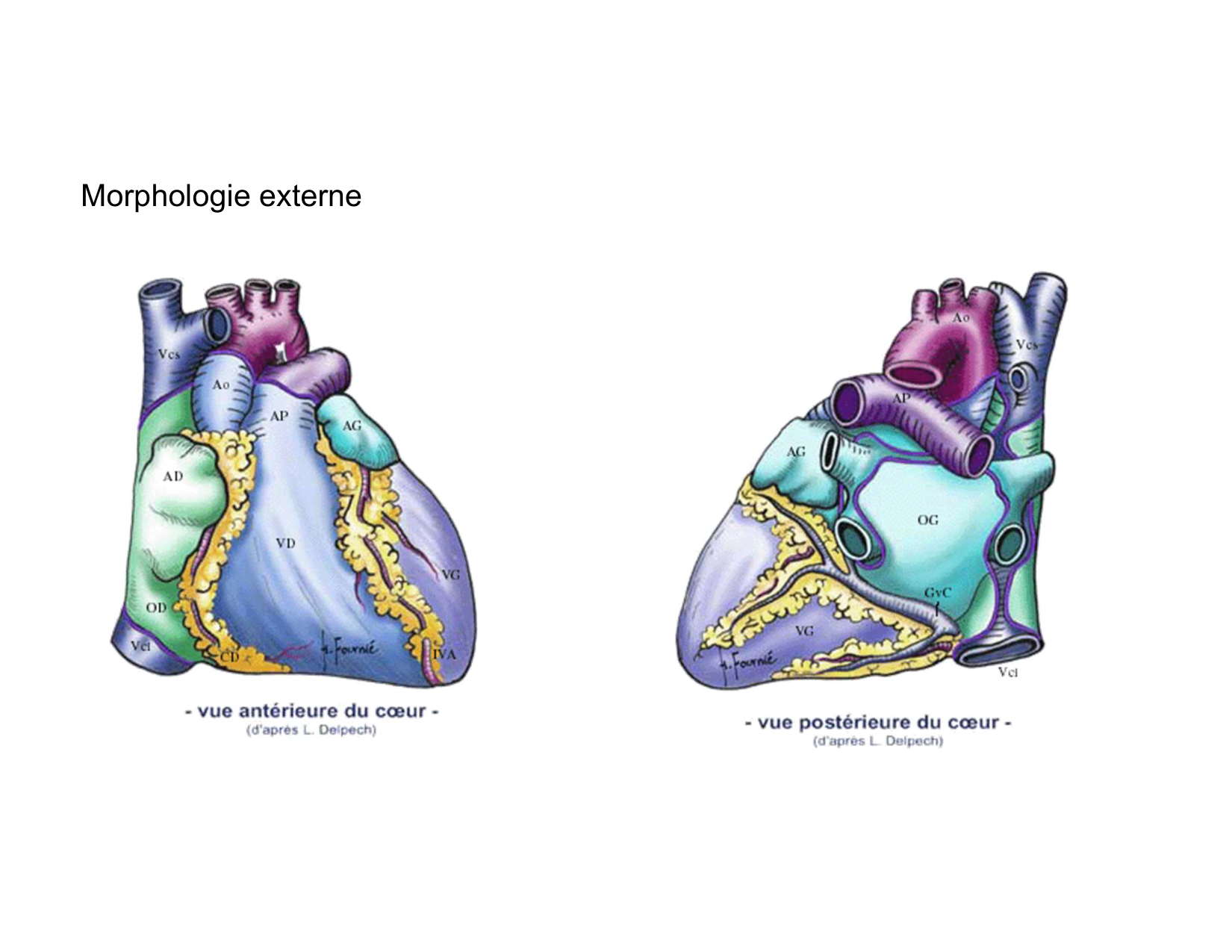 Anatomie du mediastin 2025 2026 page 23