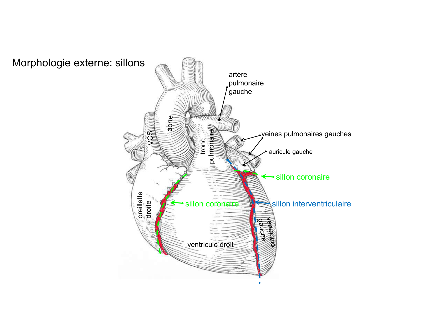 Anatomie du mediastin 2025 2026 page 24