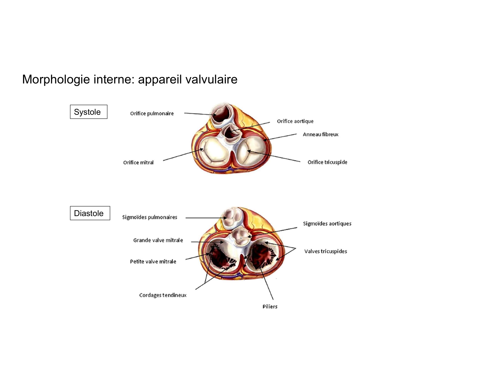 Anatomie du mediastin 2025 2026 page 37