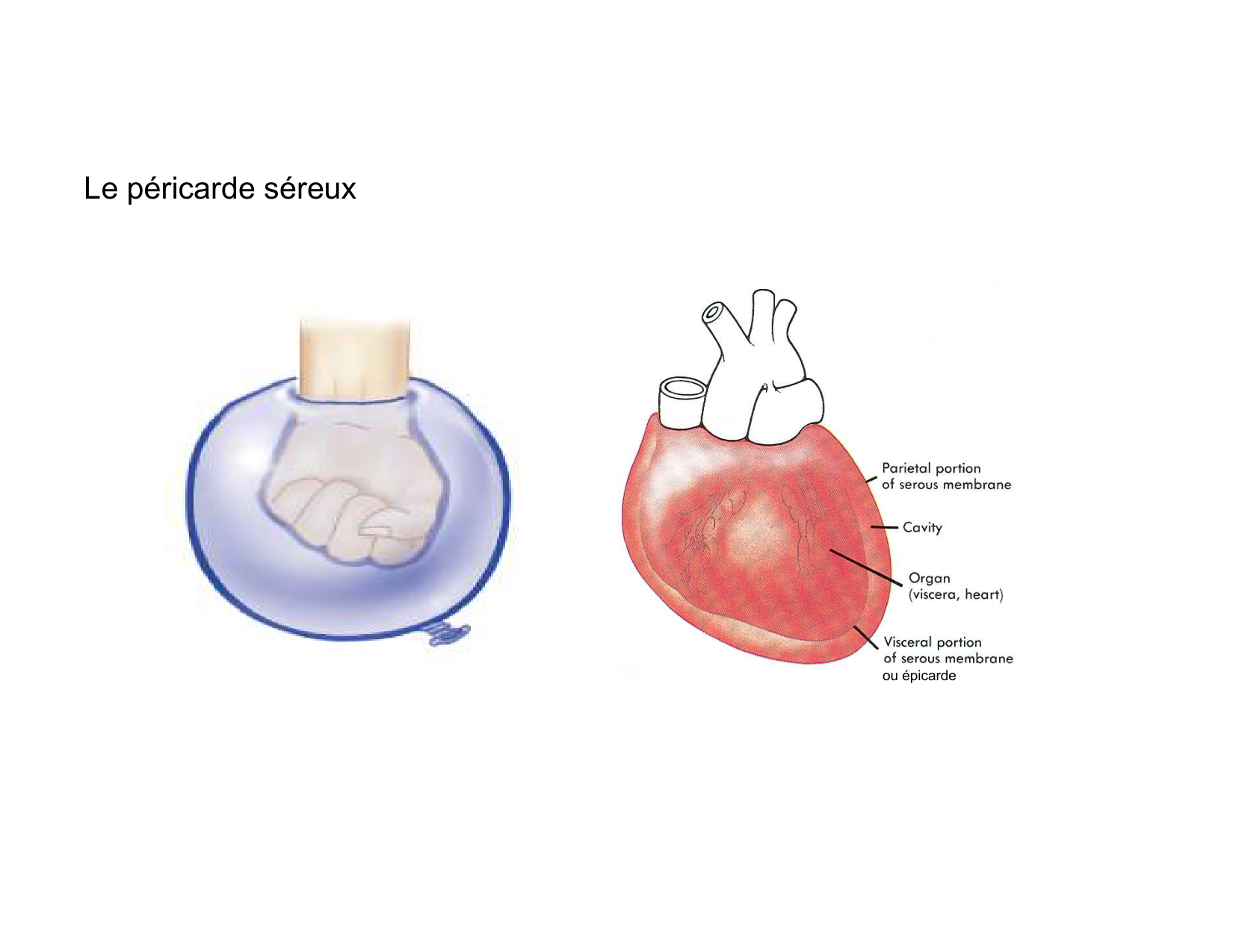 Anatomie du mediastin 2025 2026 page 47
