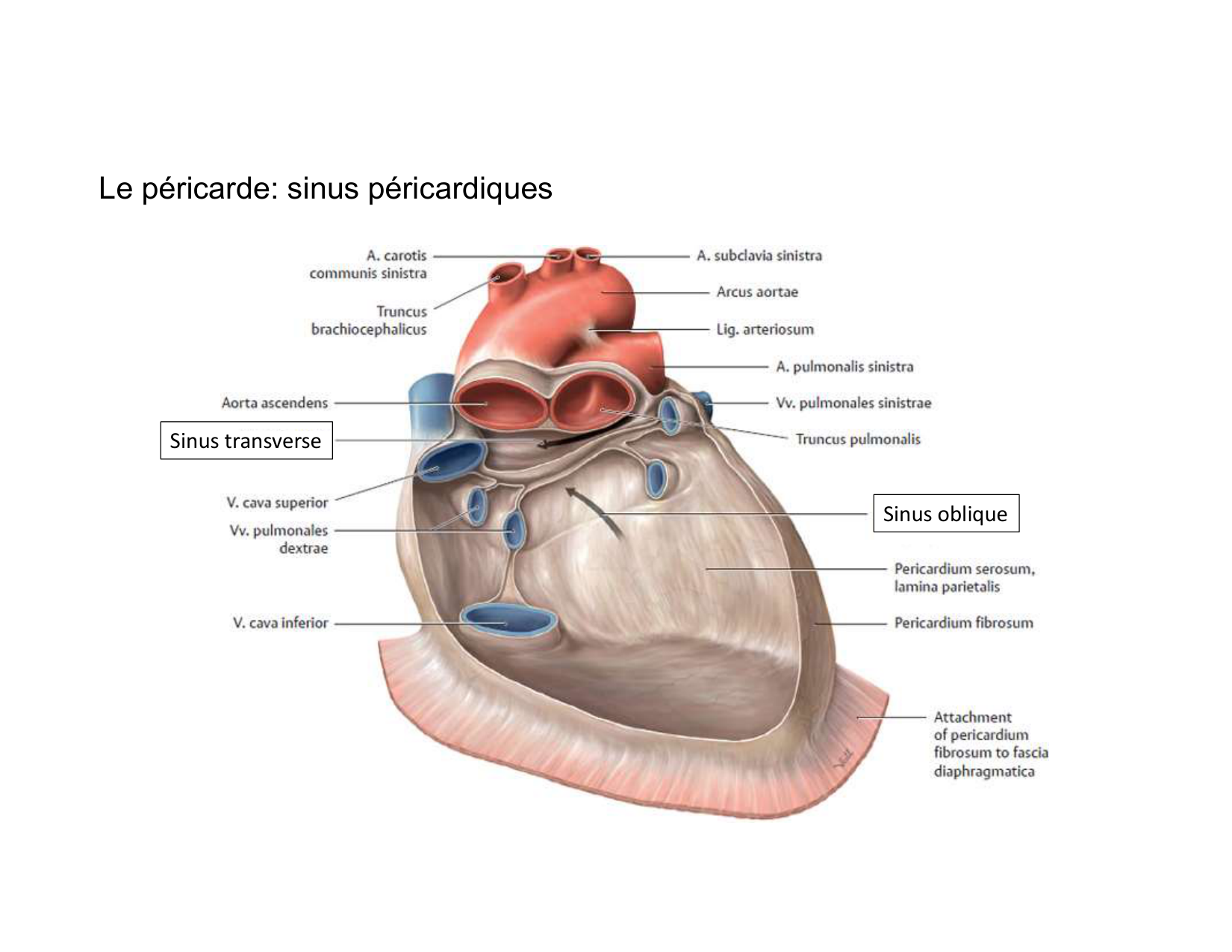 Anatomie du mediastin 2025 2026 page 48