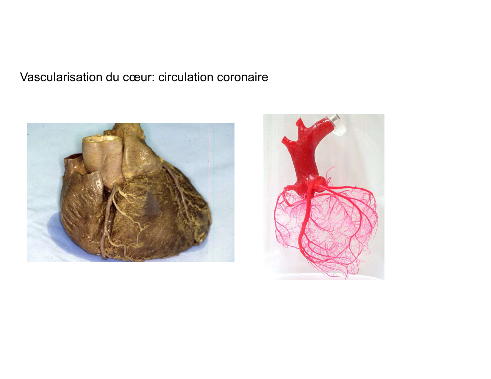 Anatomie du mediastin 2025 2026 page 51