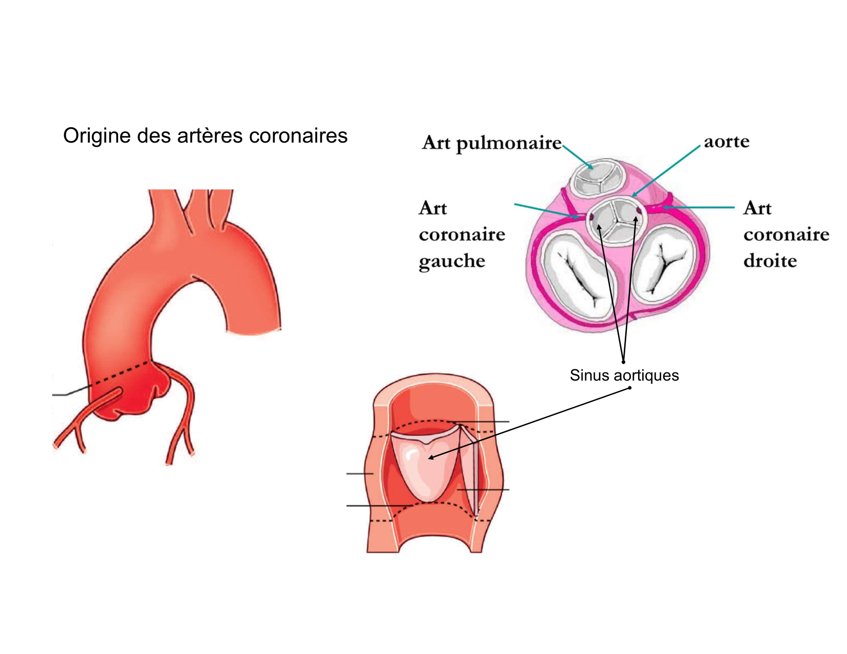 Anatomie du mediastin 2025 2026 page 53
