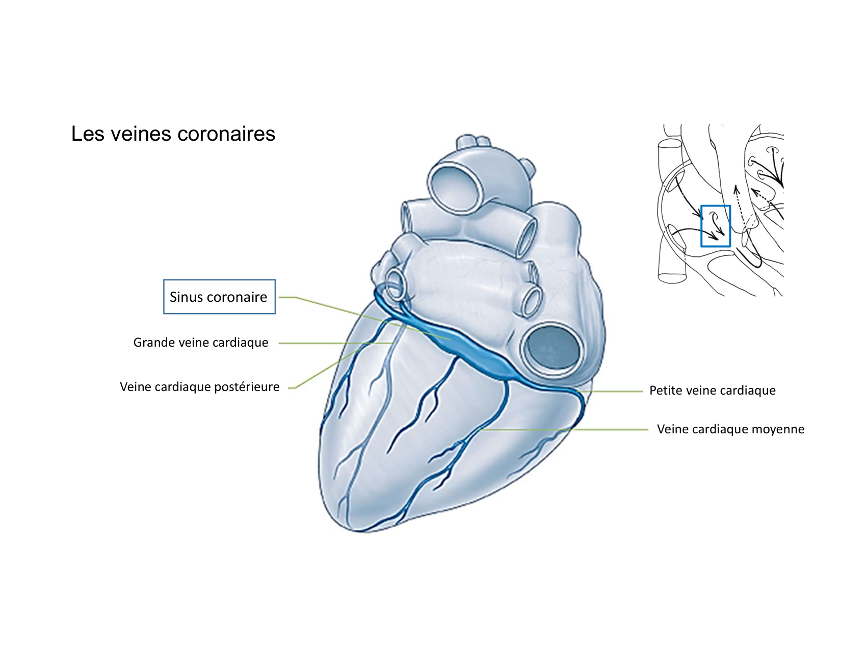 Anatomie du mediastin 2025 2026 page 54
